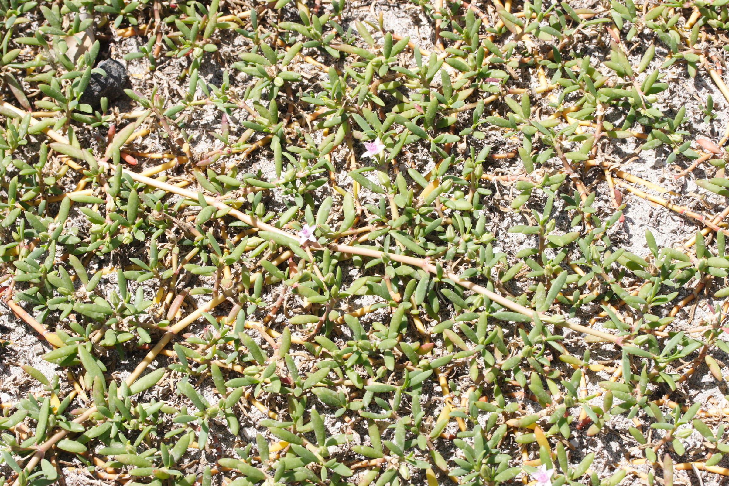 sesuvium_portulacastrum1md