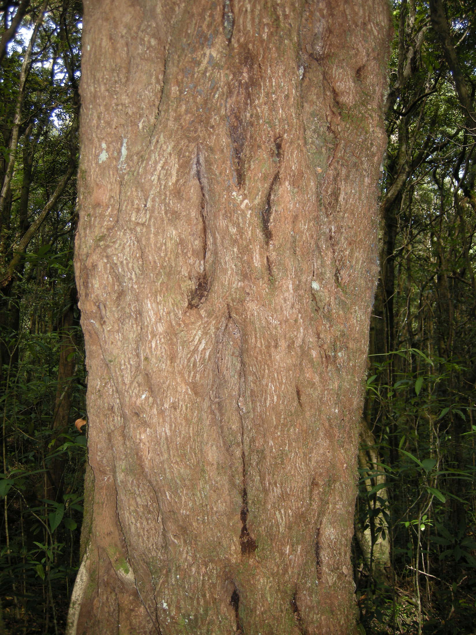 sideroxylon_borbonicum3md