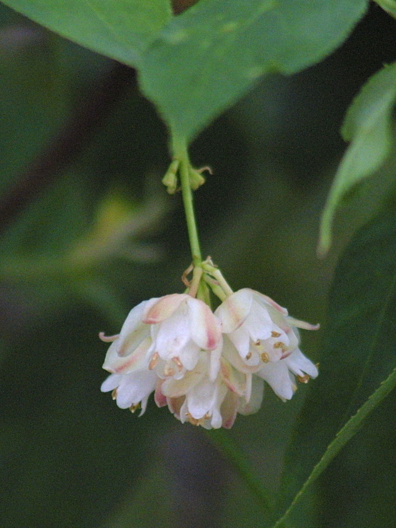 staphylea_pinnata4md