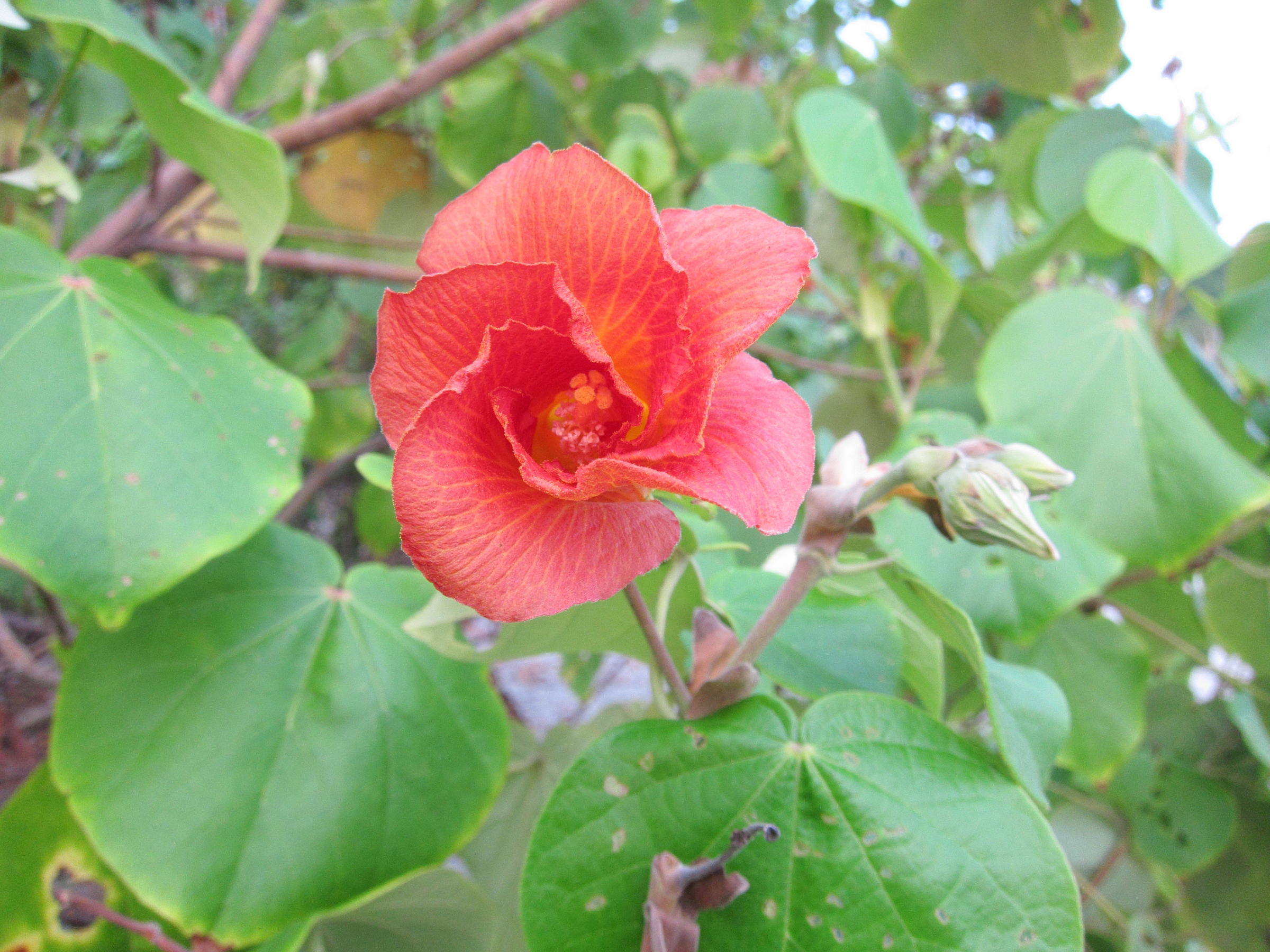 Afficher le média talipariti_tiliaceum7bd talipariti_tiliaceum7bd