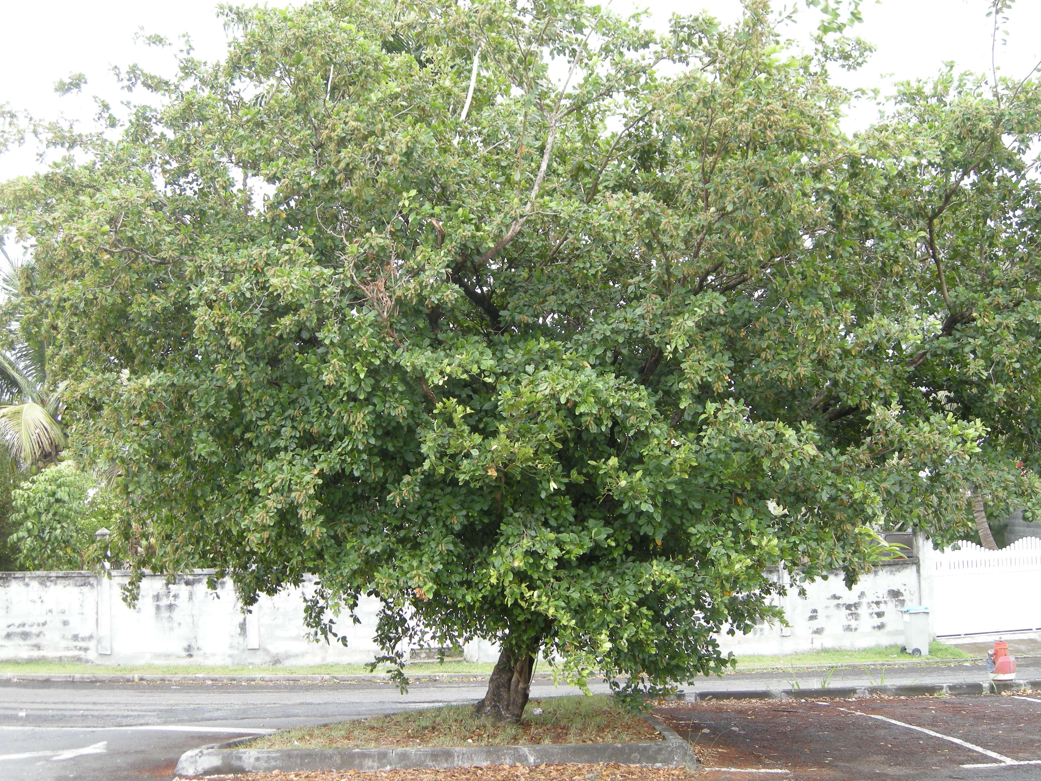 Afficher le média Terminalia_bellirica Terminalia_bellirica