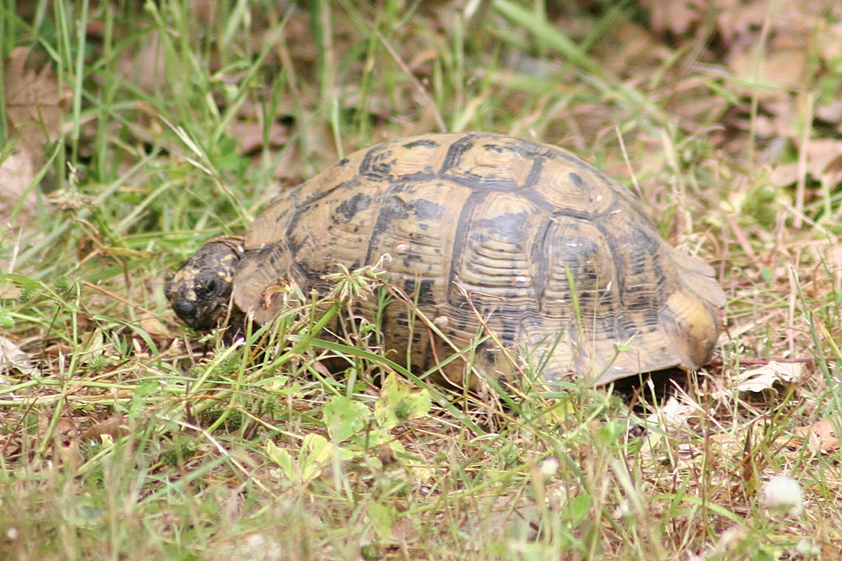 testudo_graeca_graeca1md