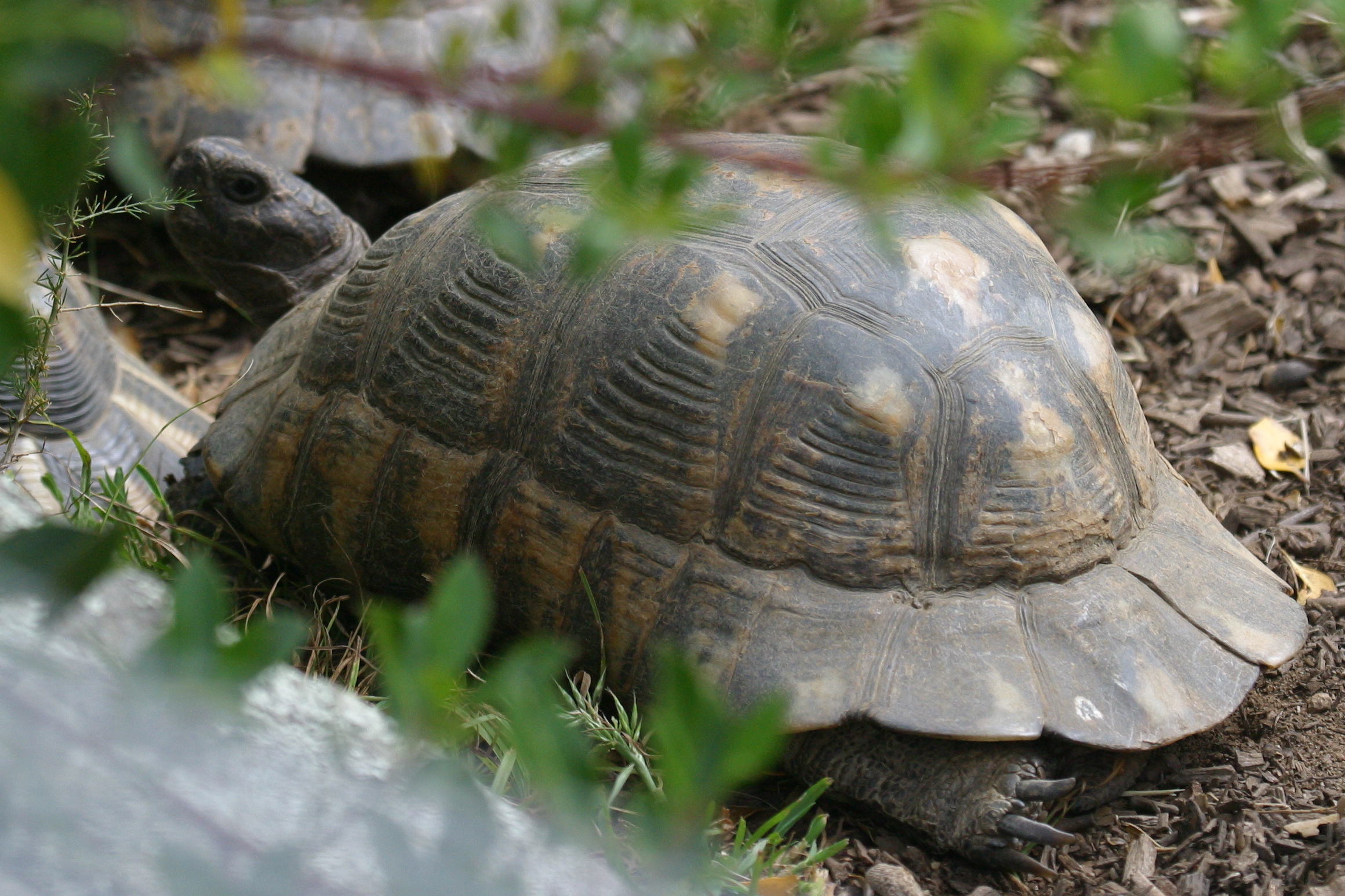 testudo_marginata3bd