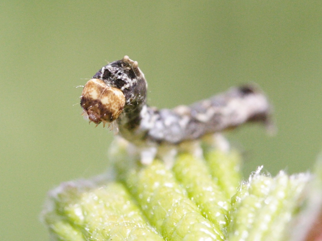 thyatira_batis_ch1md