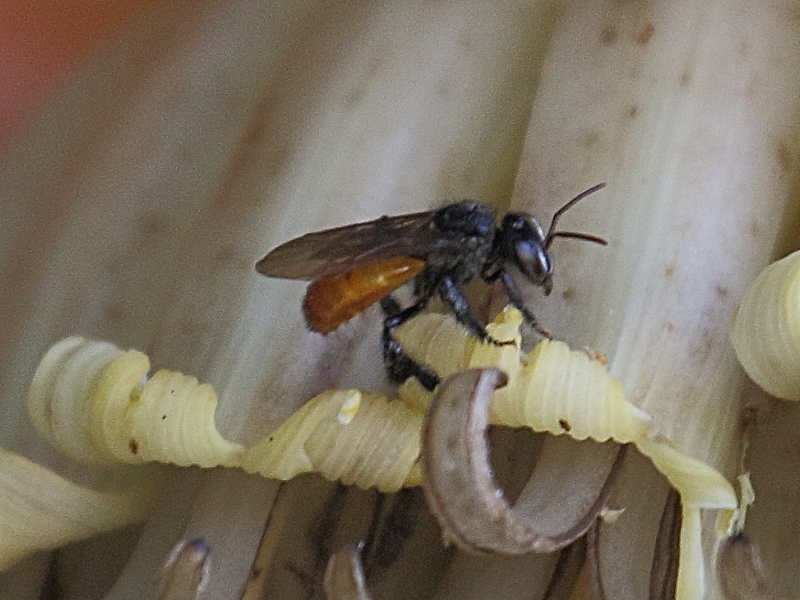 trigona_fulviventris3bd