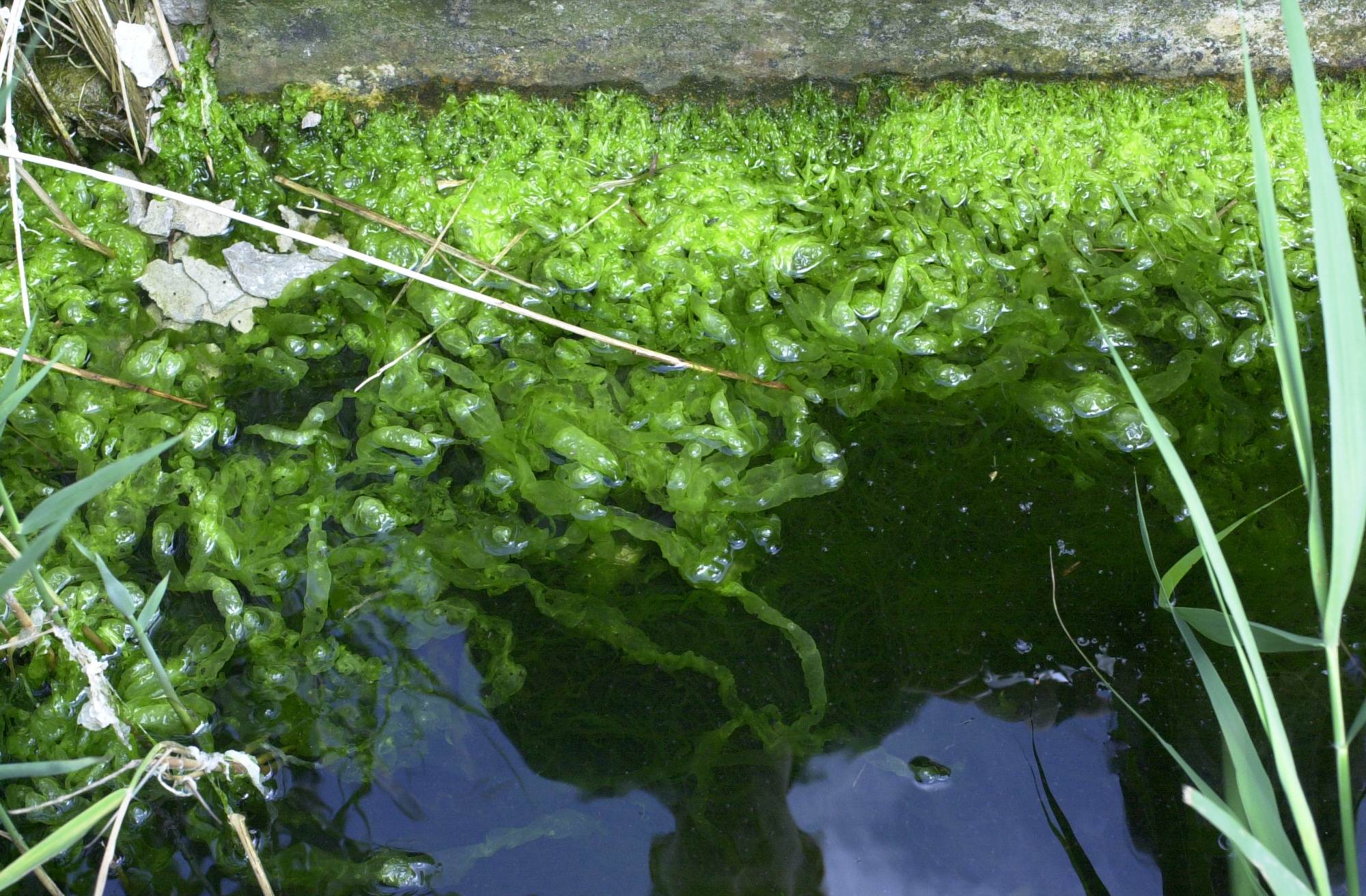 ulva_intestinalis1md