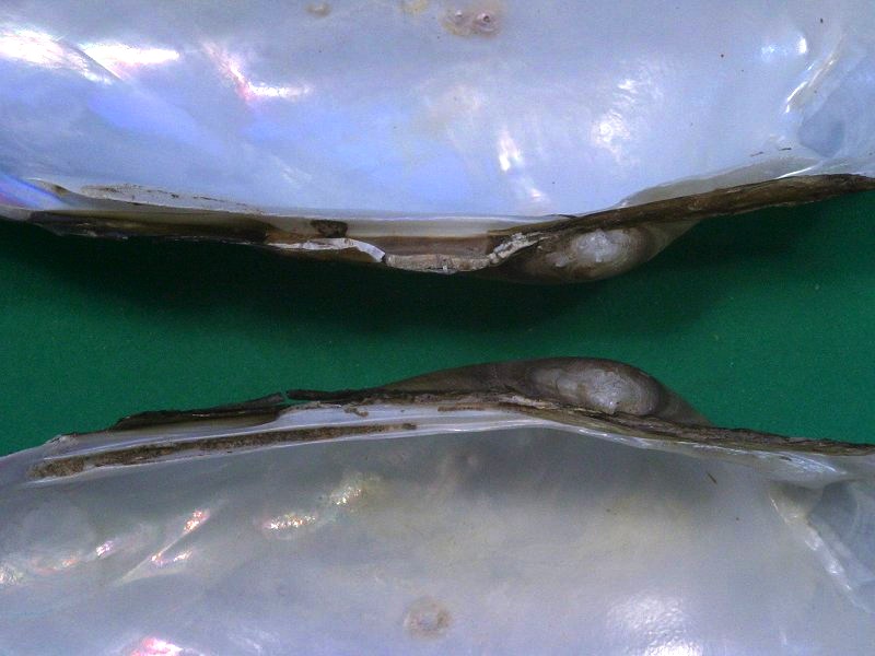 unio_pictorum_pictorum3md