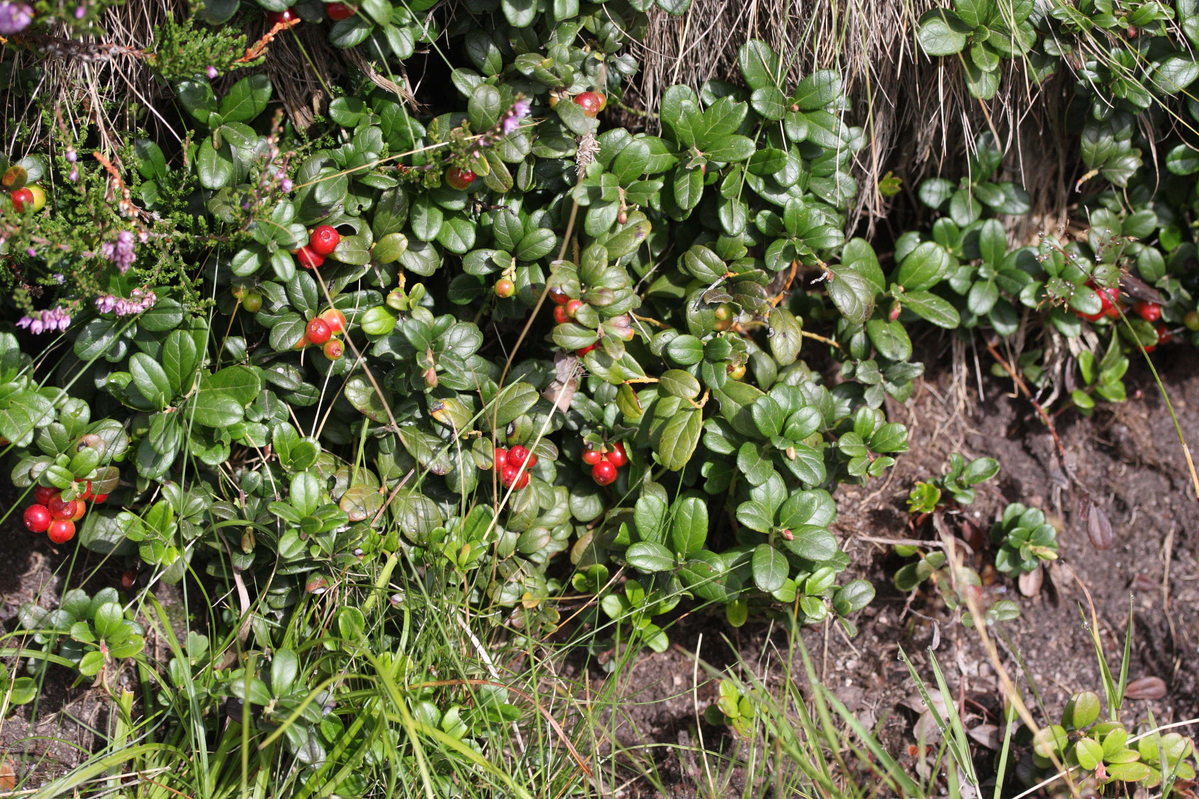 vaccinium_vitis-idaea2md