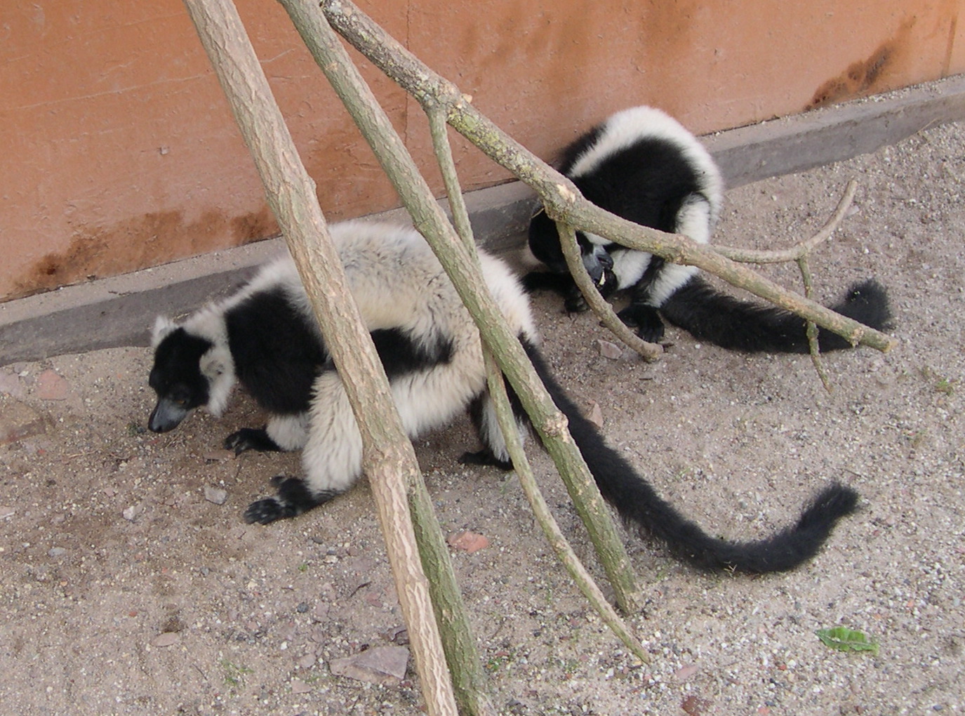 Varecia_variegata ssp. variegata