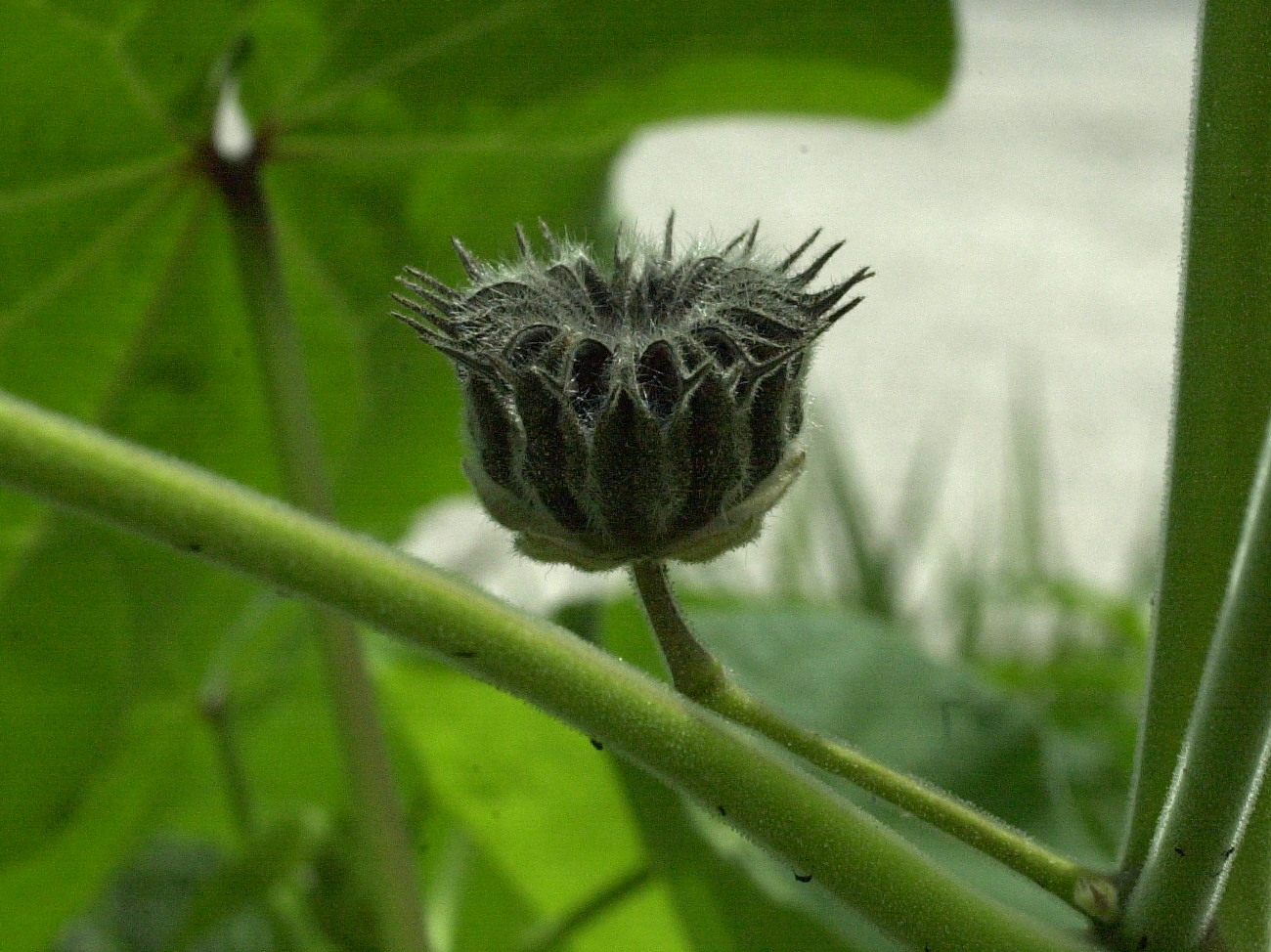 Abutilon_theophrasti