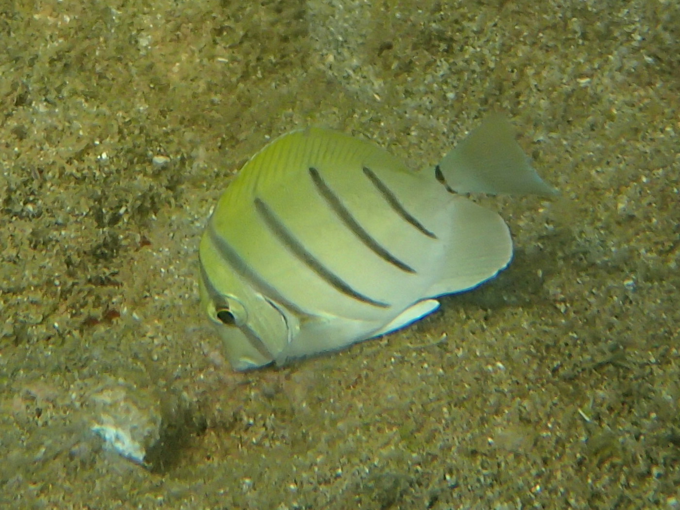 acanthurus_triostegus4bd