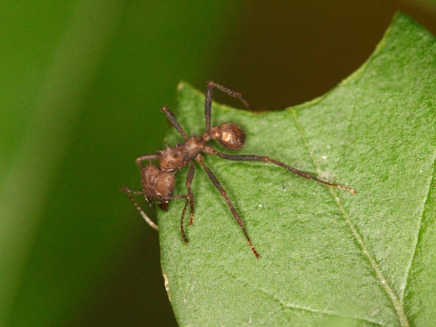 acromyrmex_octospinosus3md