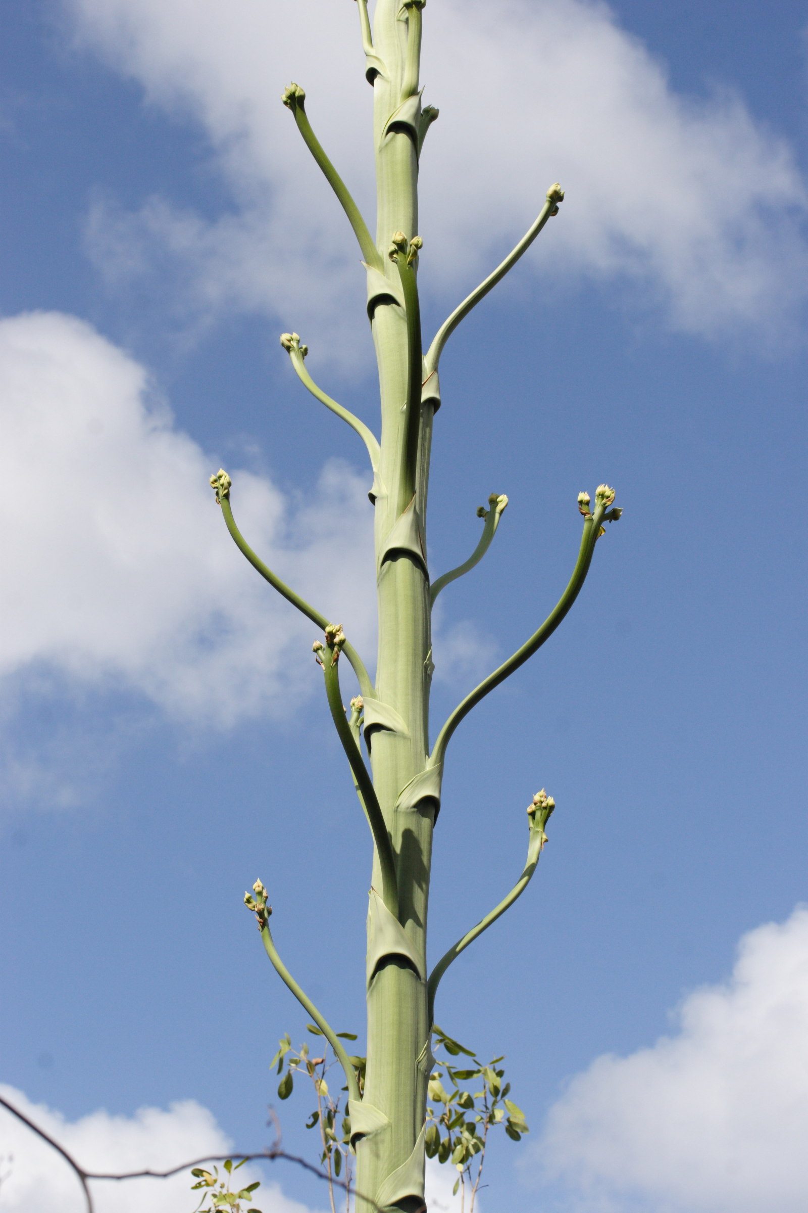 agave_caribaeicola3md