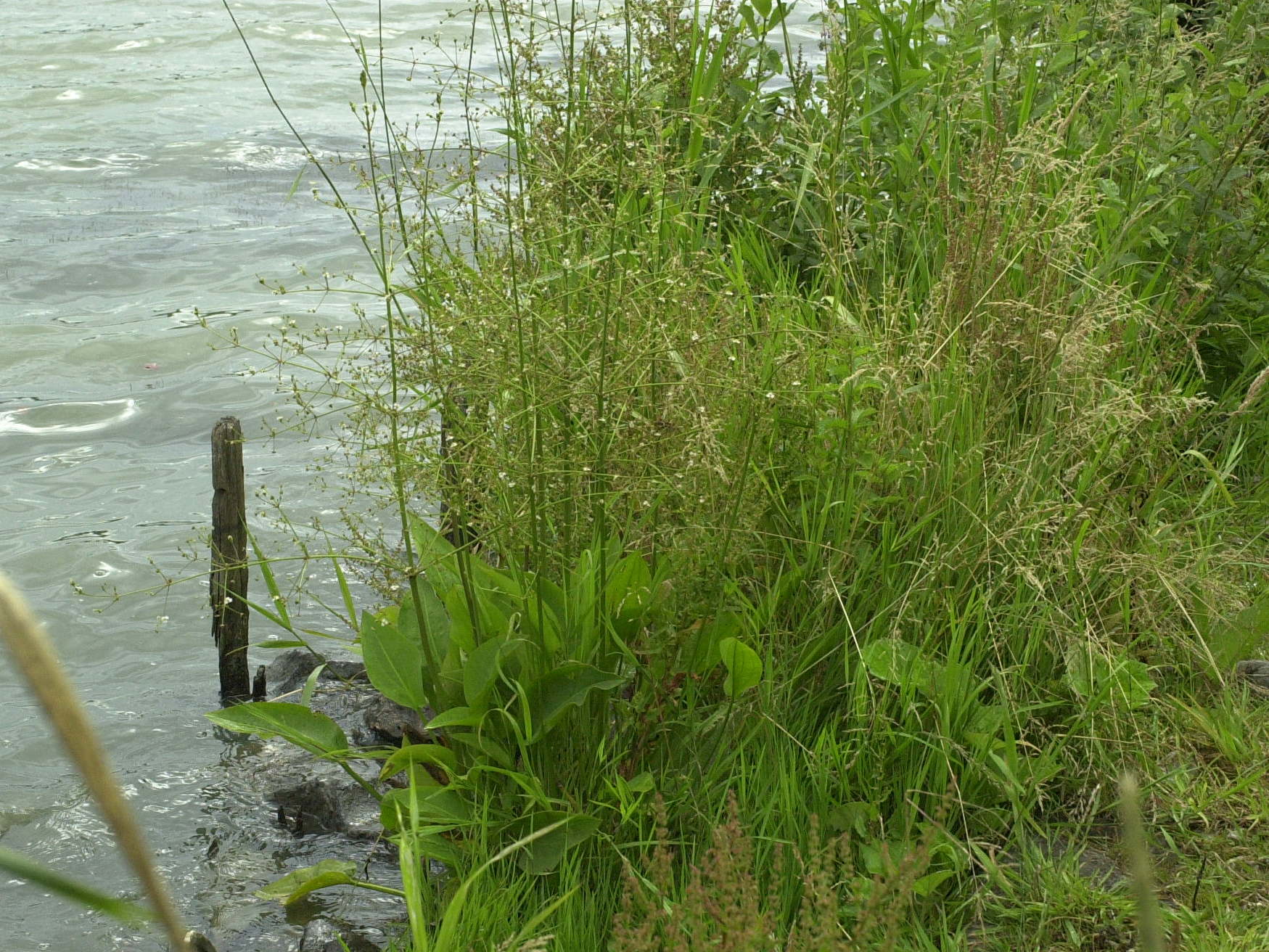 alisma_plantago-aquatica1bbd