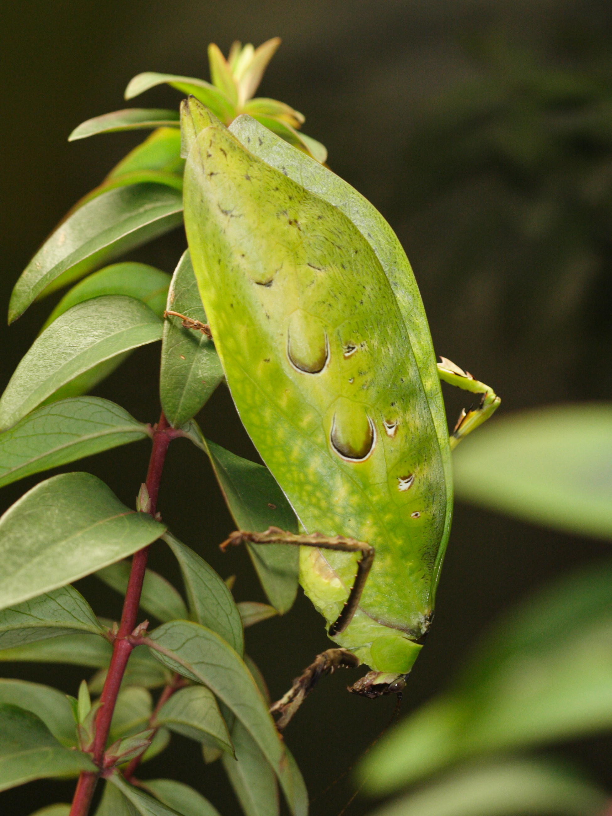 ancylecha_fenestrata4md