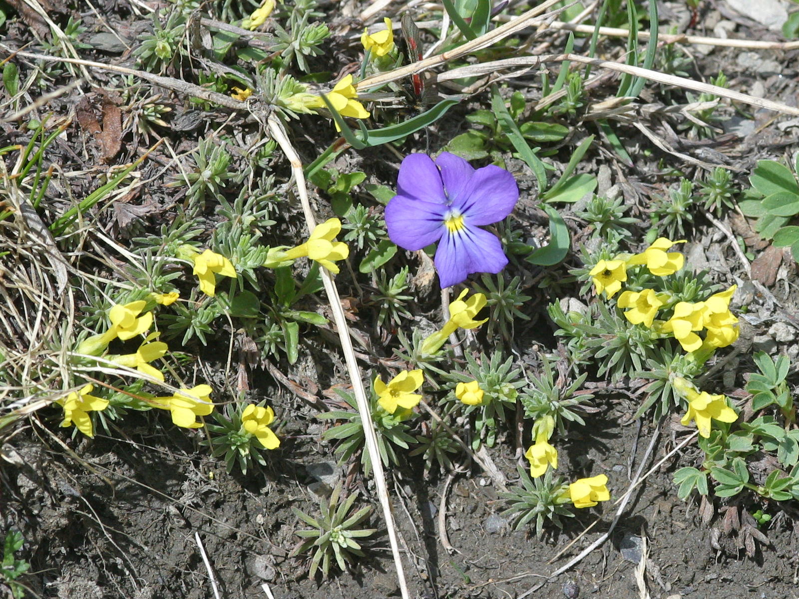 Afficher le média androsace_vitaliana1md androsace_vitaliana1md