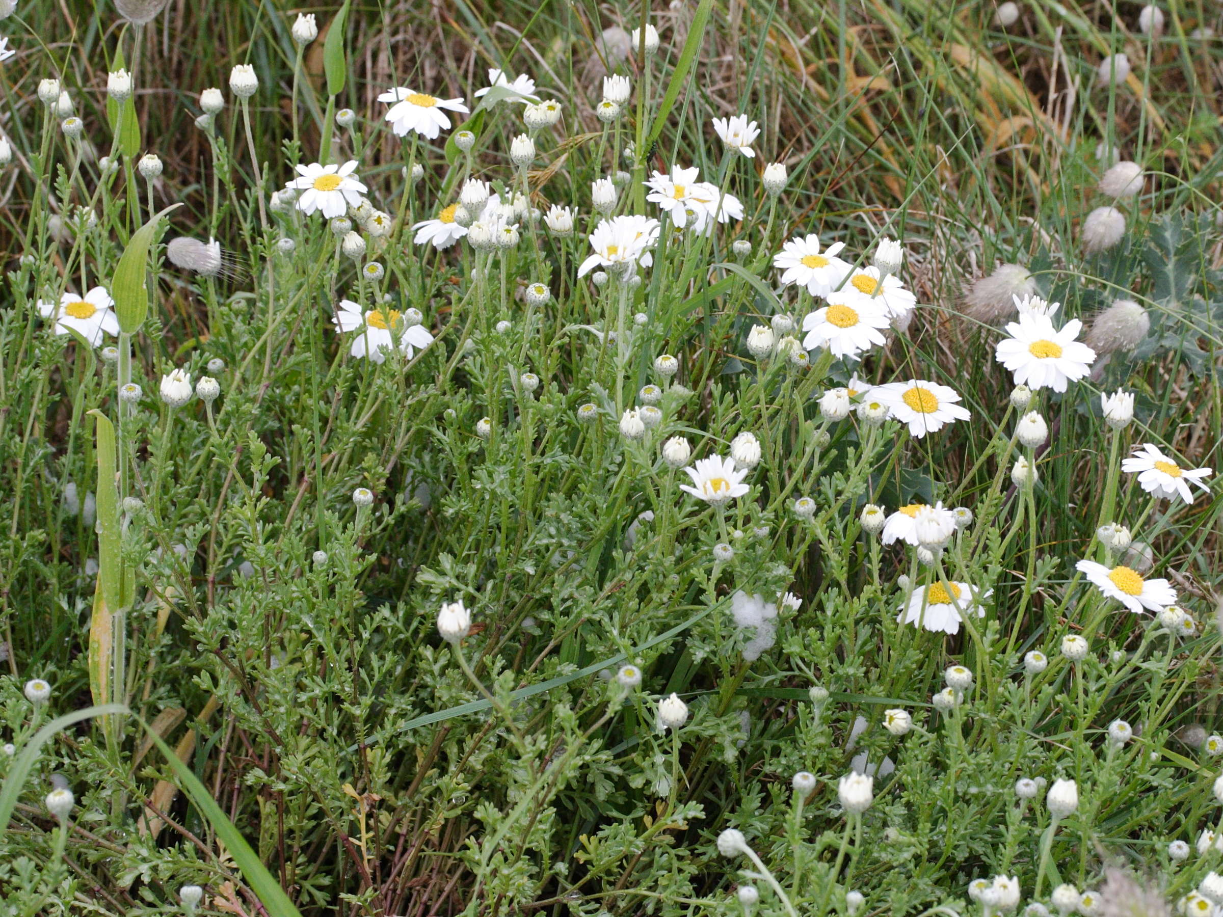 Afficher le média anthemis_nobilis1bmd anthemis_nobilis1bmd