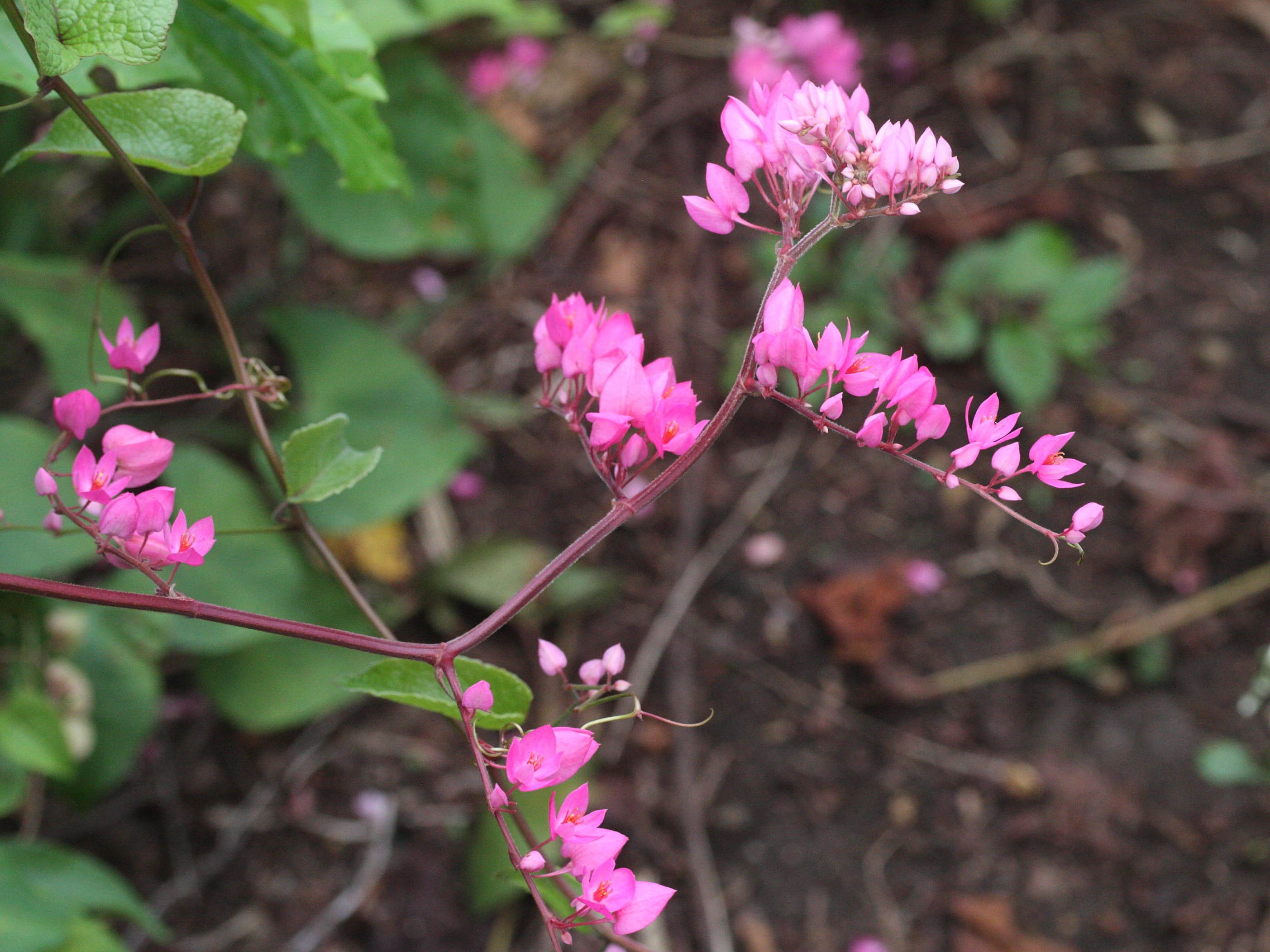 antigonon_leptopus2md