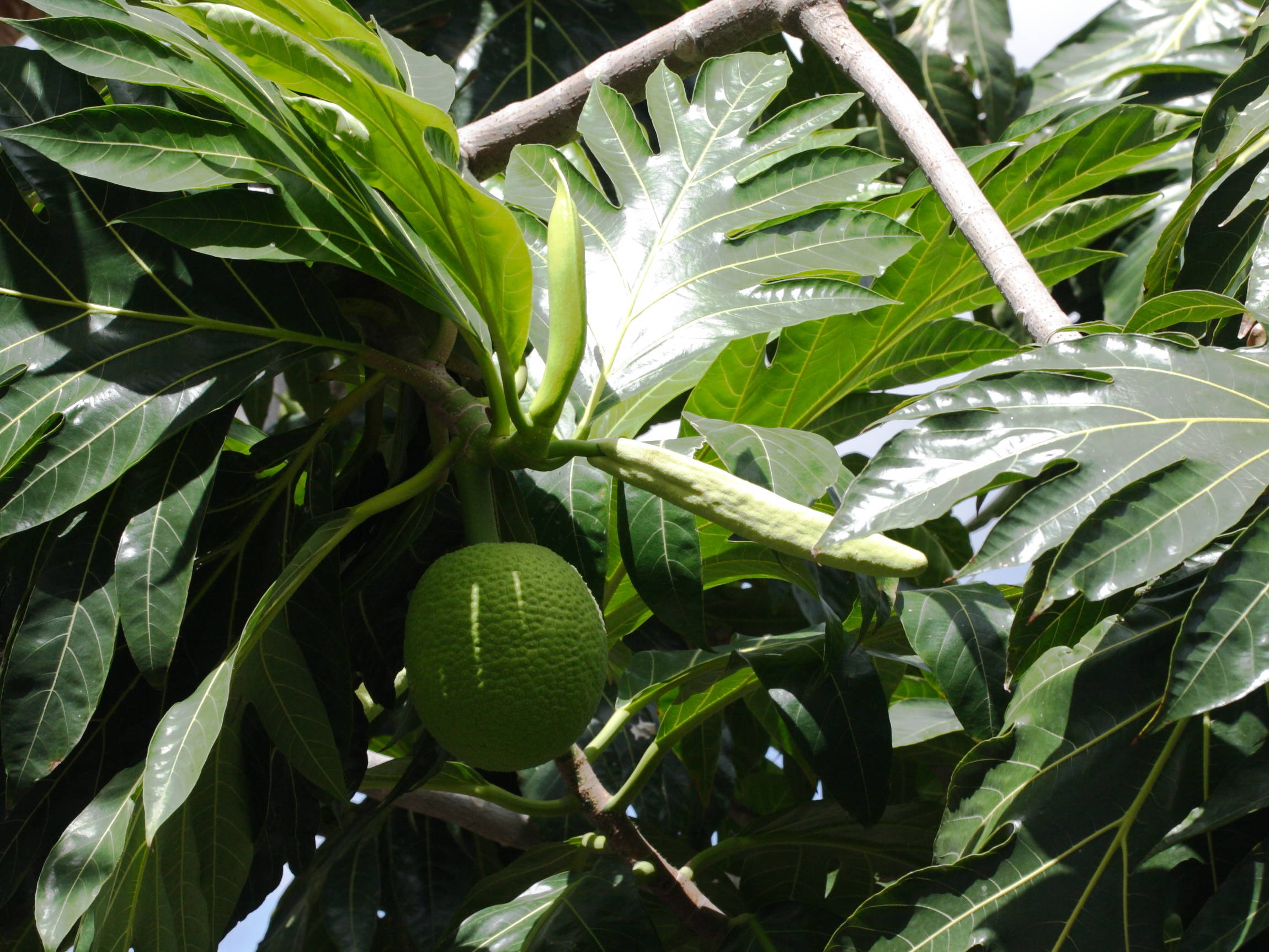 artocarpus_altilis8md