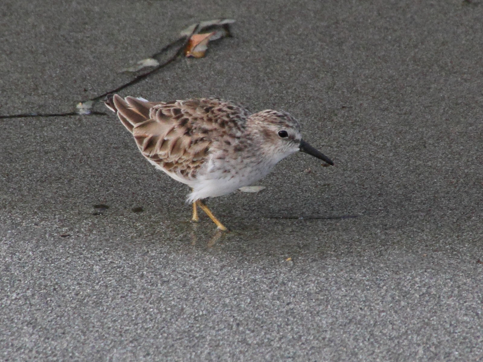 becasseau_minuscule_-_calidris_minutilla1md