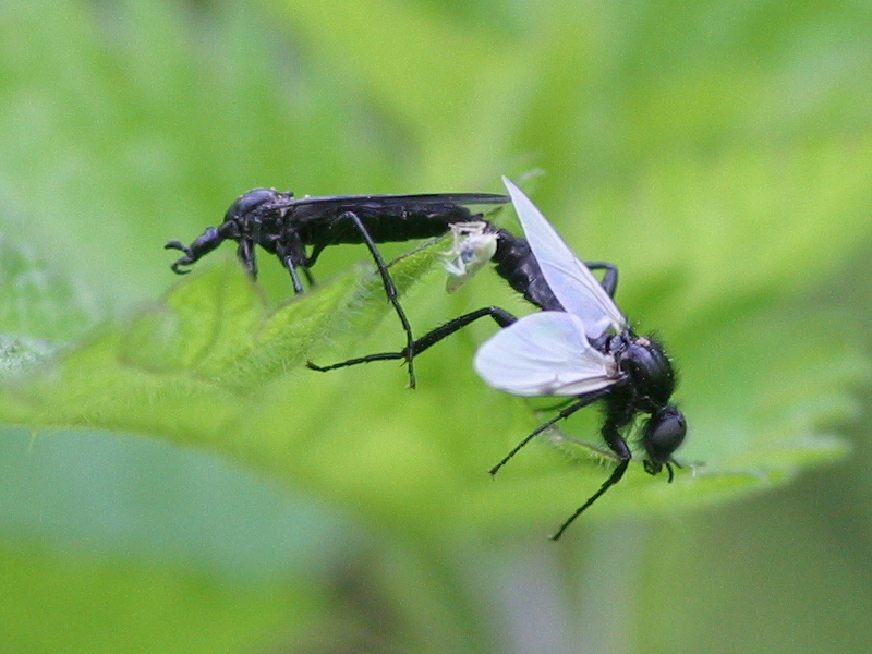 bibio_leucopterus1bd