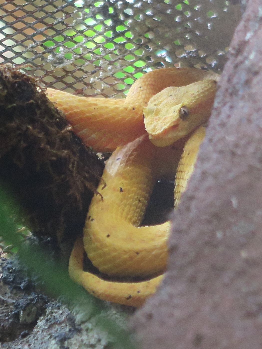 bothriechis_schlegelii1md