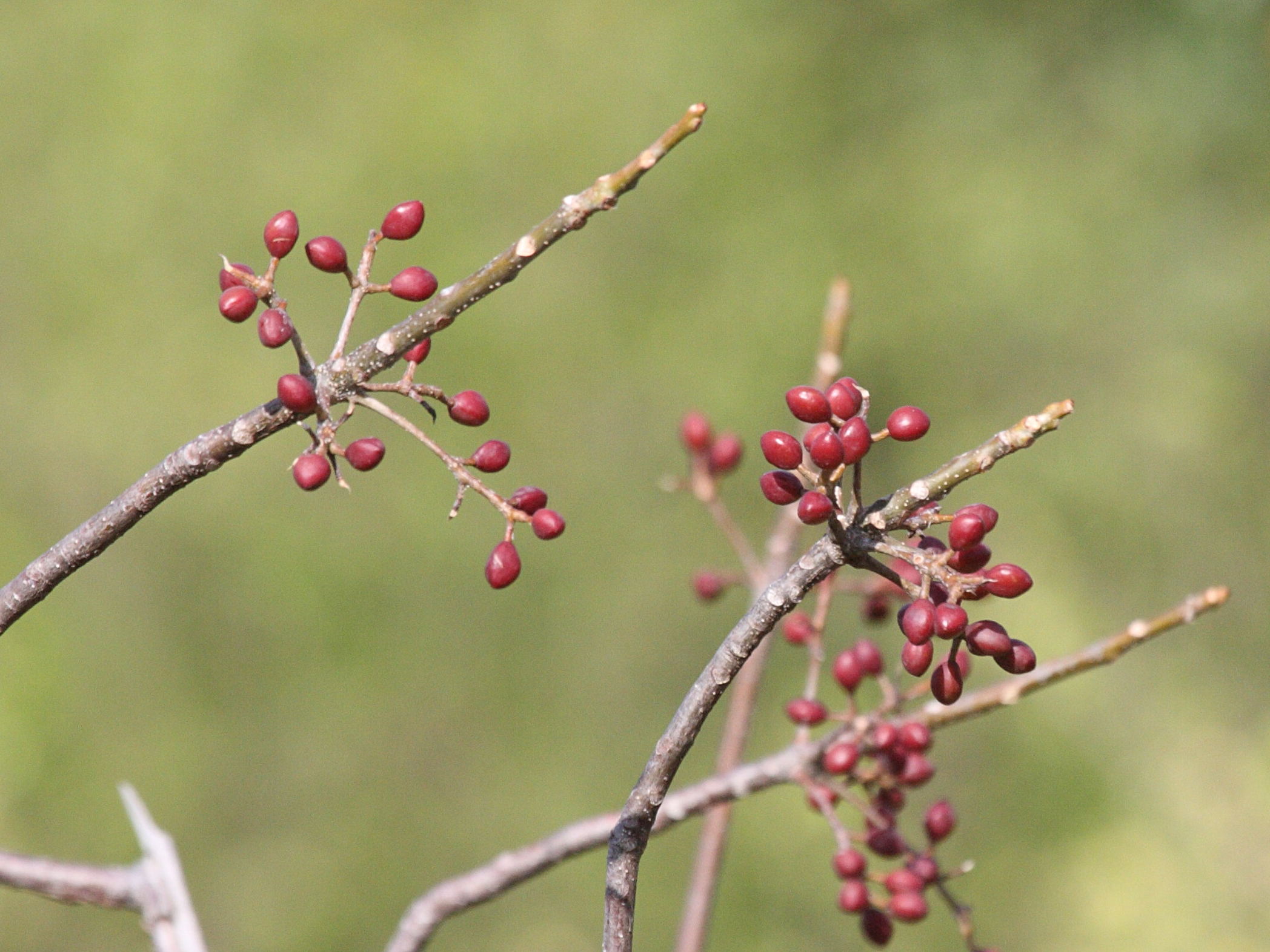 Afficher le média bursera_simaruba6bd bursera_simaruba6bd