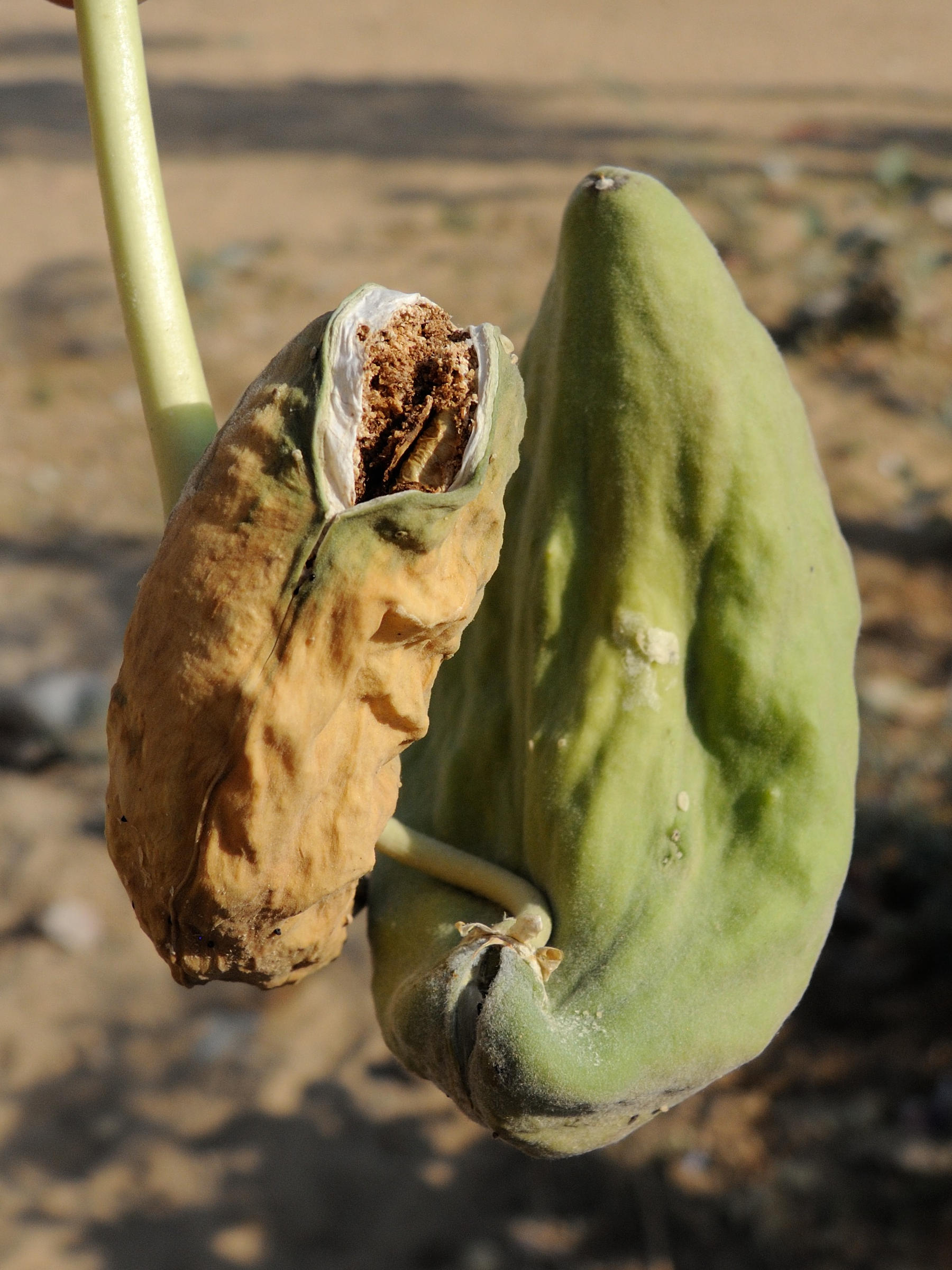 calotropis_procera5md