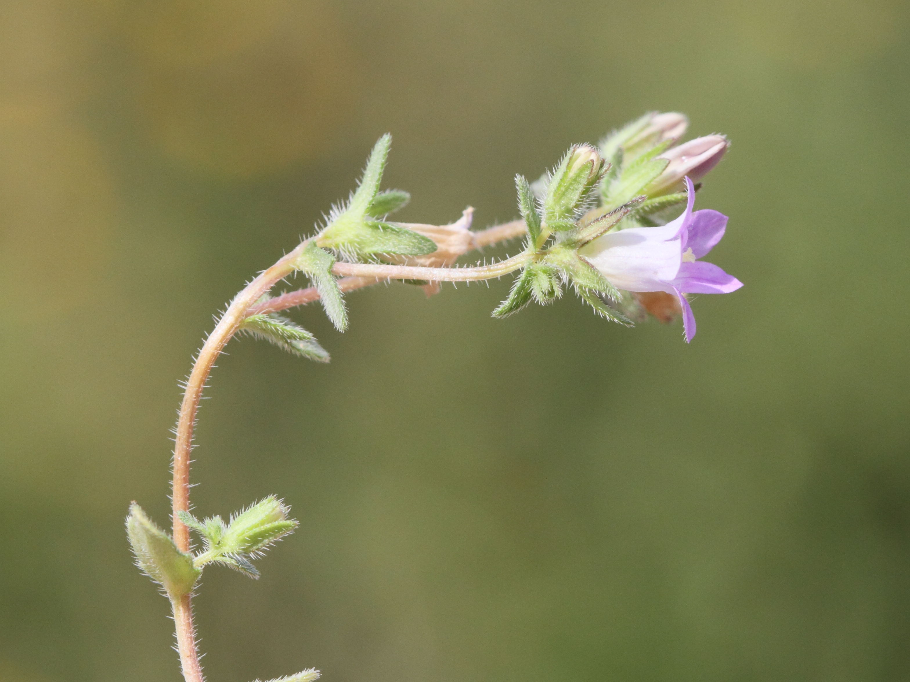 Afficher le média Campanula_rhodensis Campanula_rhodensis