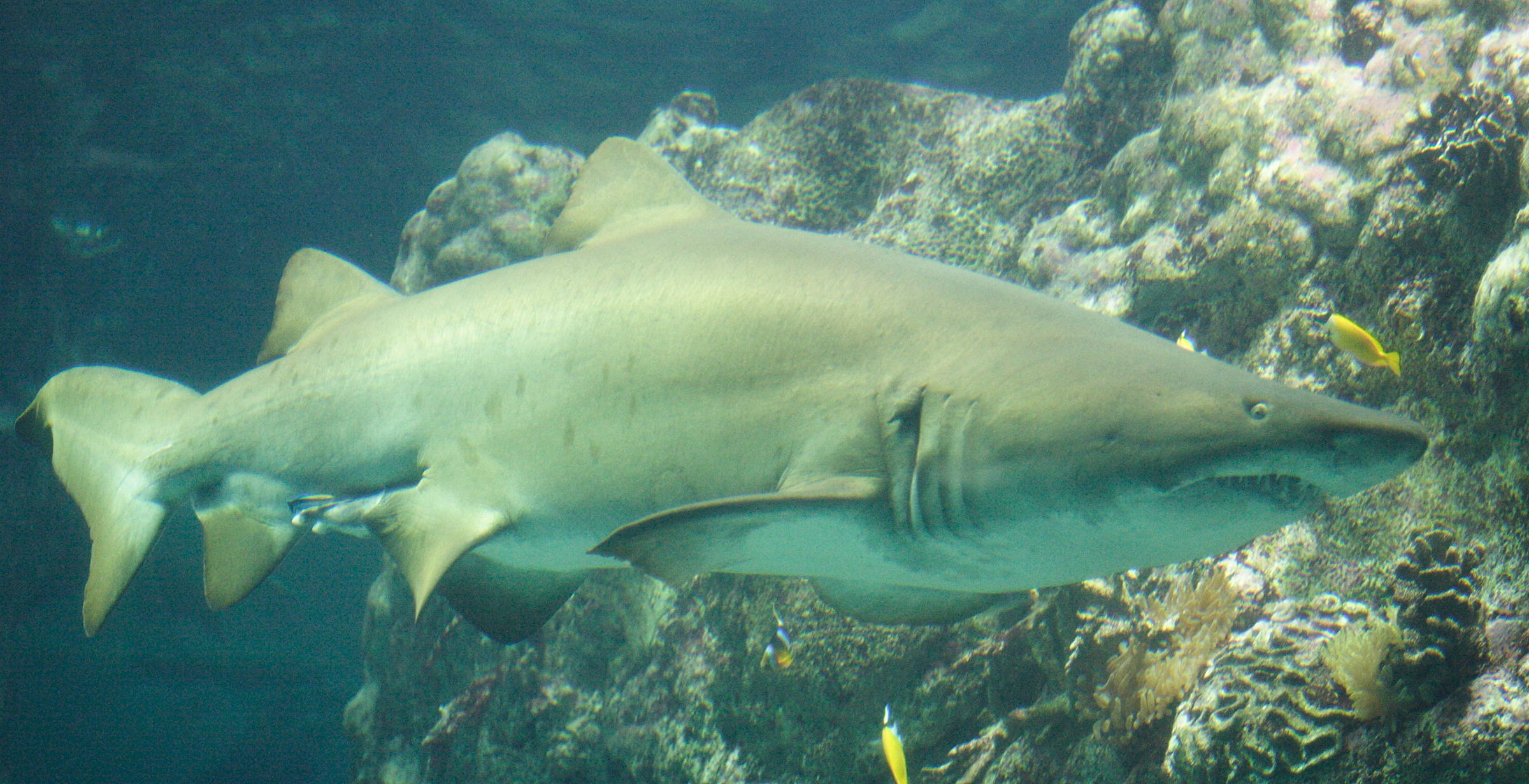 Afficher le média carcharias_taurus1md carcharias_taurus1md