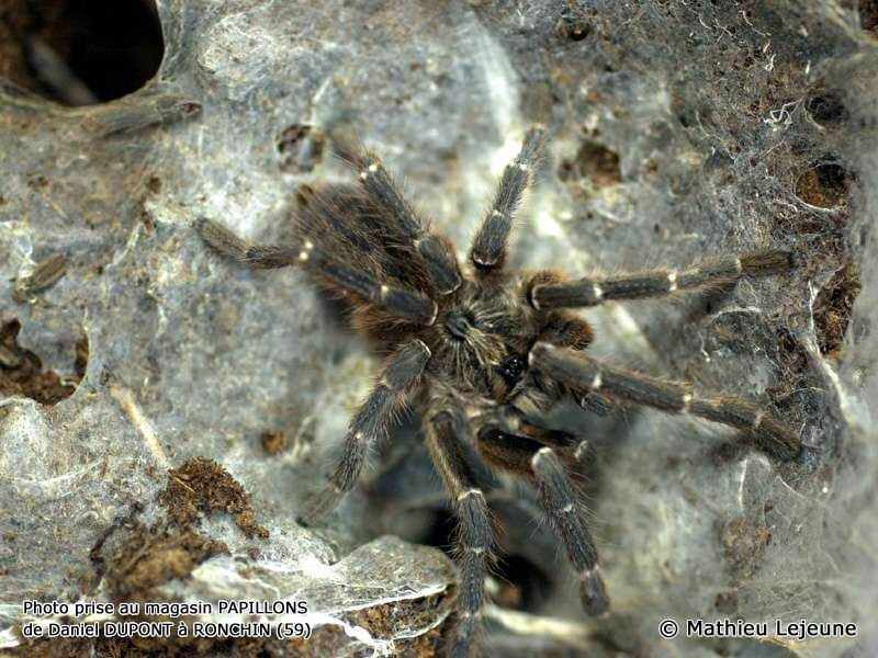 ceratogyrus_darlingi2ml