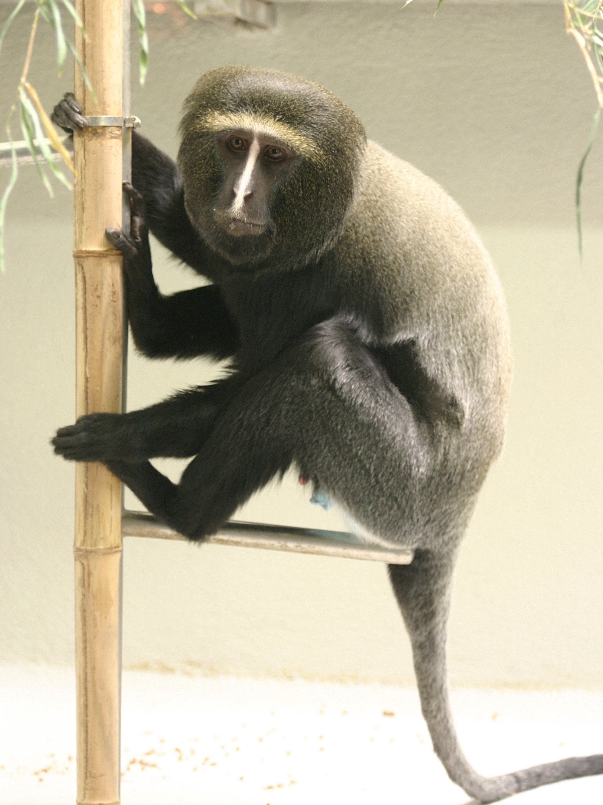 cercopithecus_hamlyni1sd