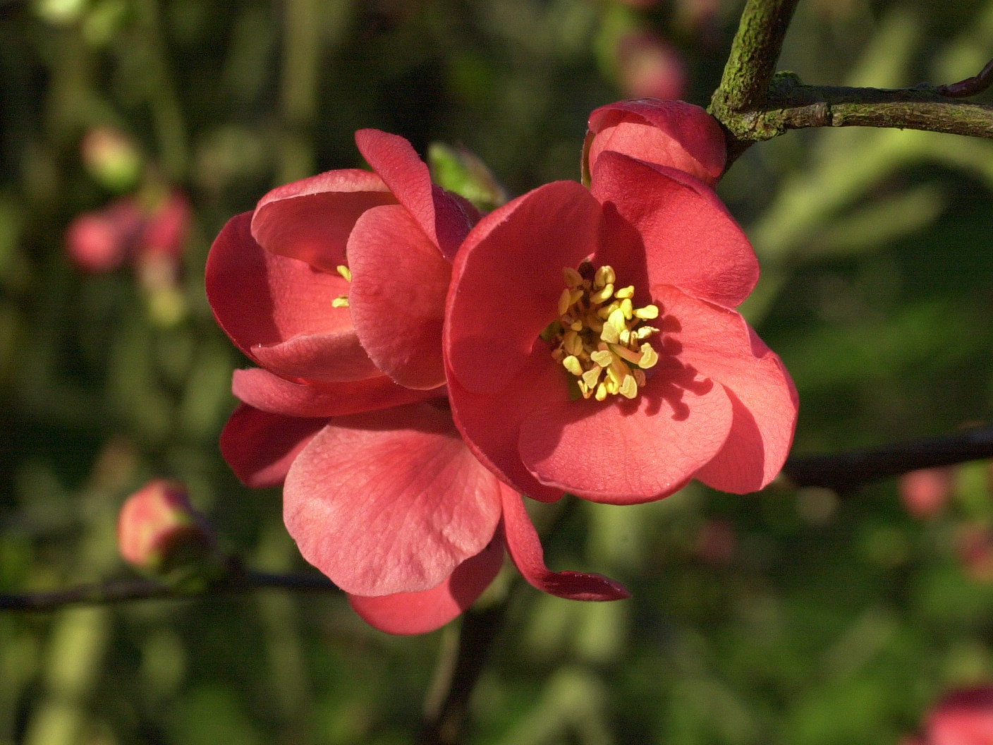 chaenomeles_japonica4md