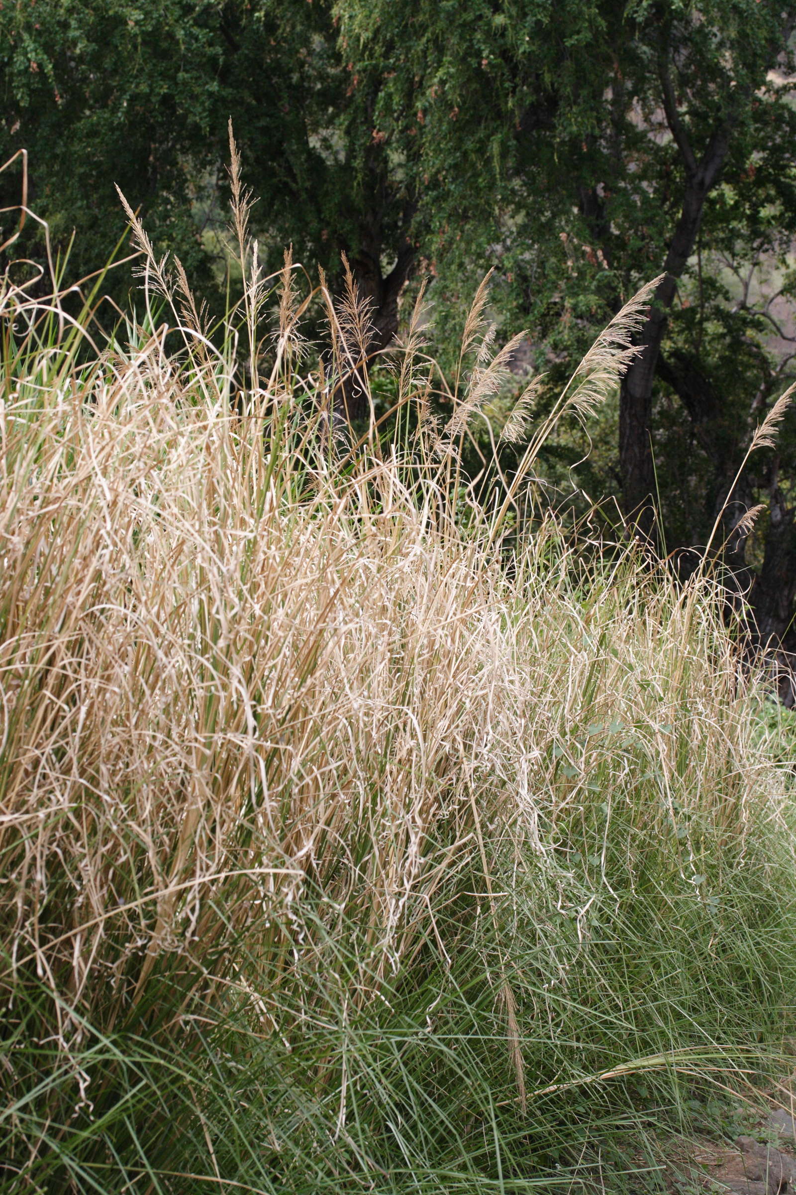 Chrysopogon_zizanioides