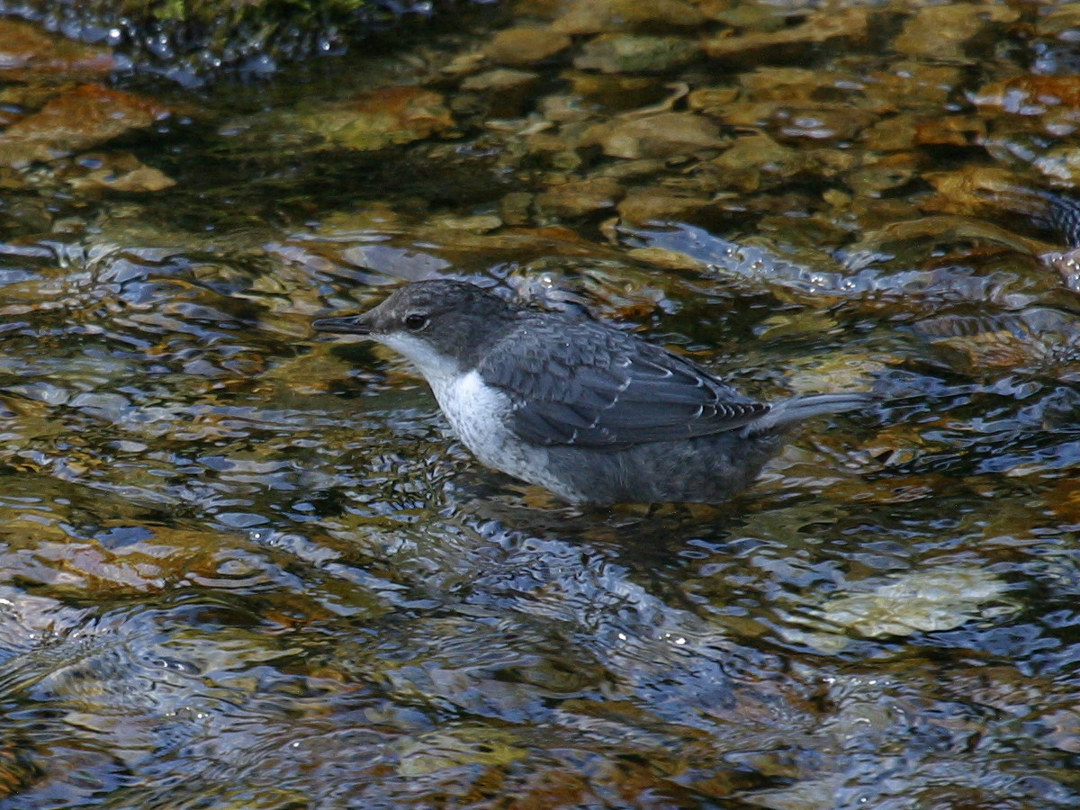 cincle_plongeur_-_cinclus_cinclus3bd