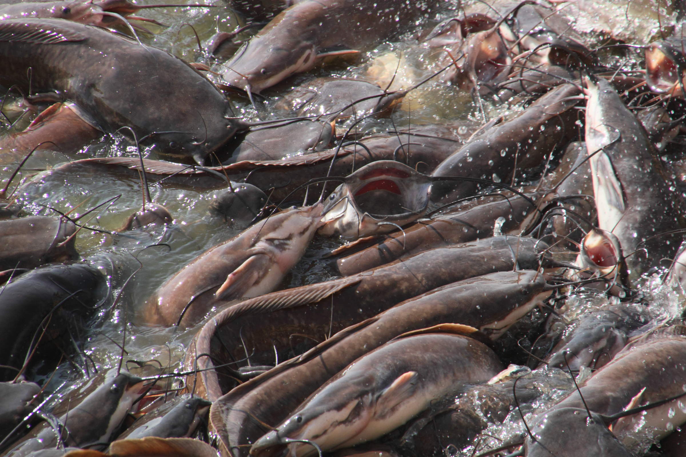 clarias_gariepinus1md