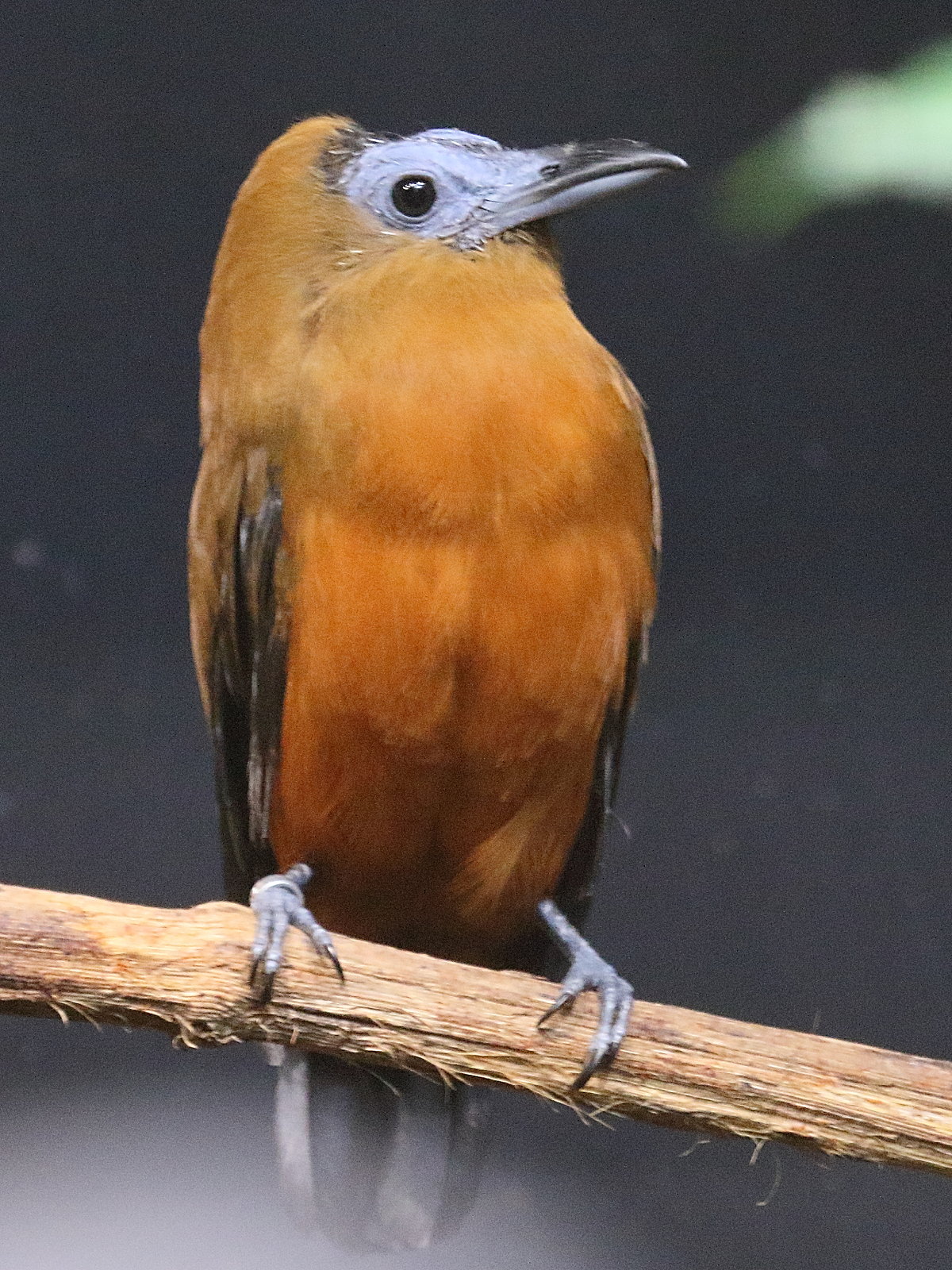 coracine_chauve_-_perissocephalus_tricolor2bd