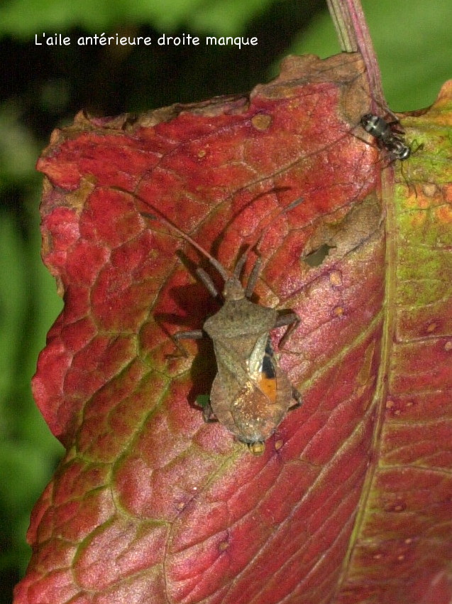 coreus_marginatus4md