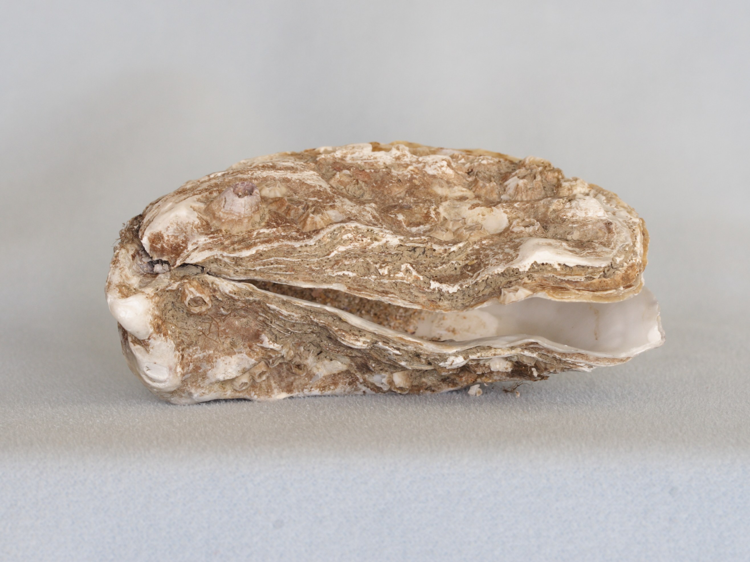 Afficher le média crassostrea_gigas1amd crassostrea_gigas1amd