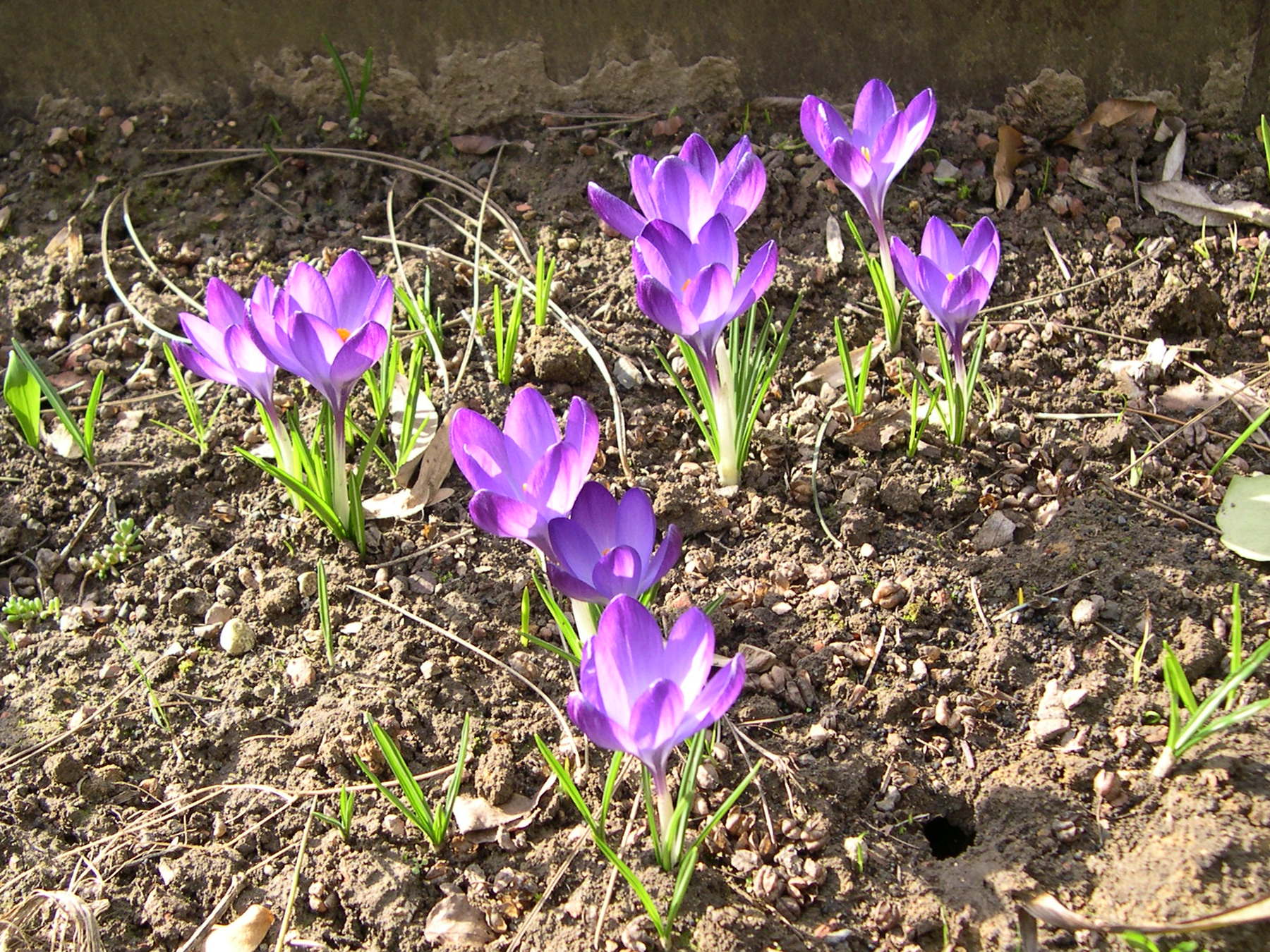 crocus_neapolitanus1md