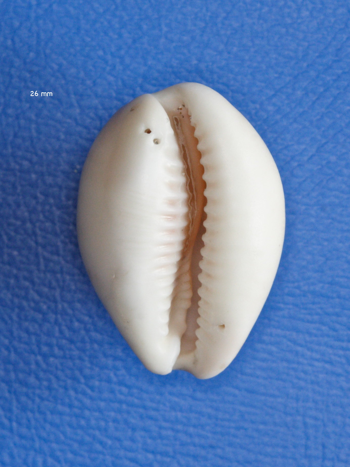Afficher le média cypraea_spurca_acicularis2md cypraea_spurca_acicularis2md