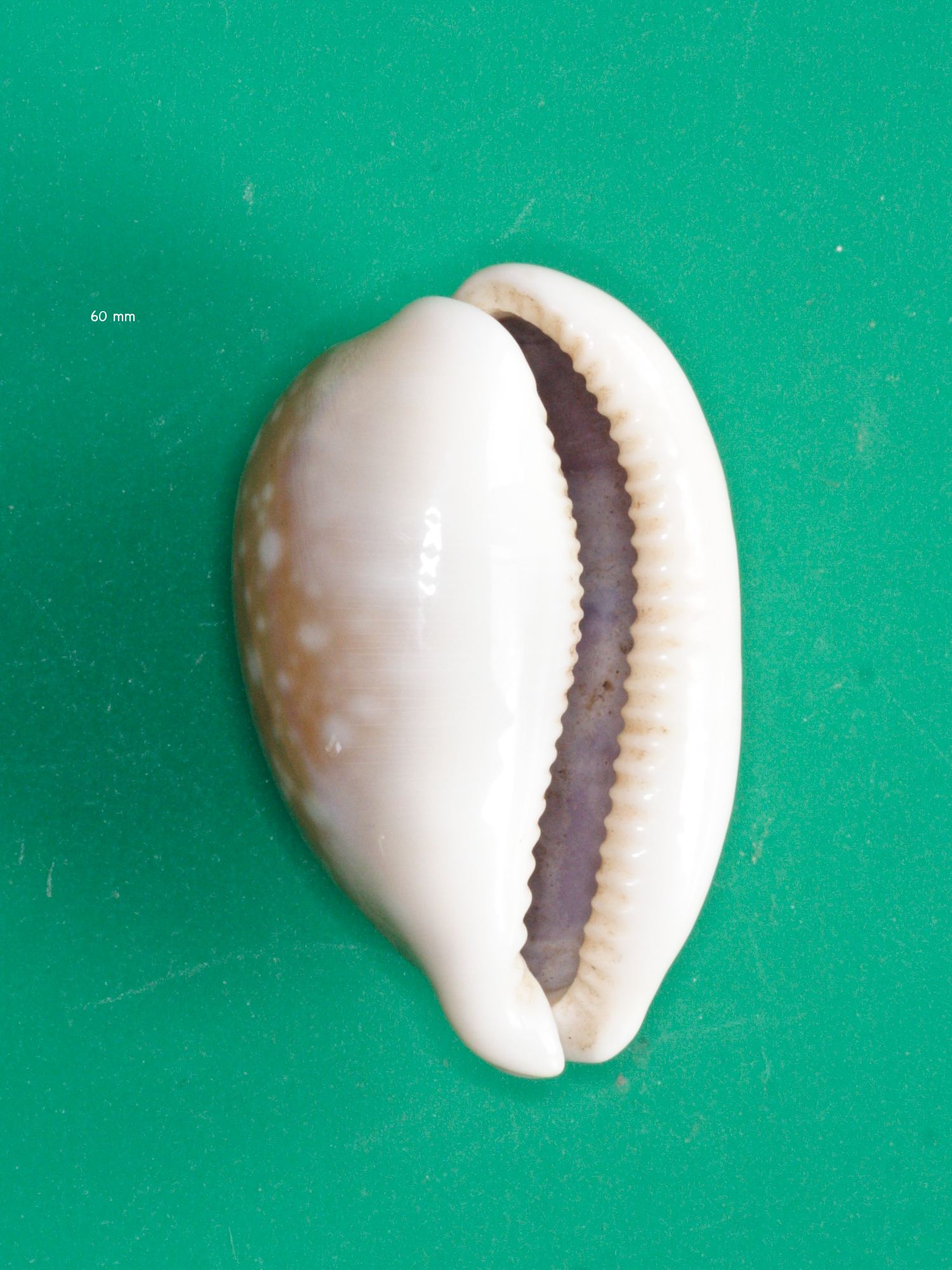 Cypraea_vitellus
