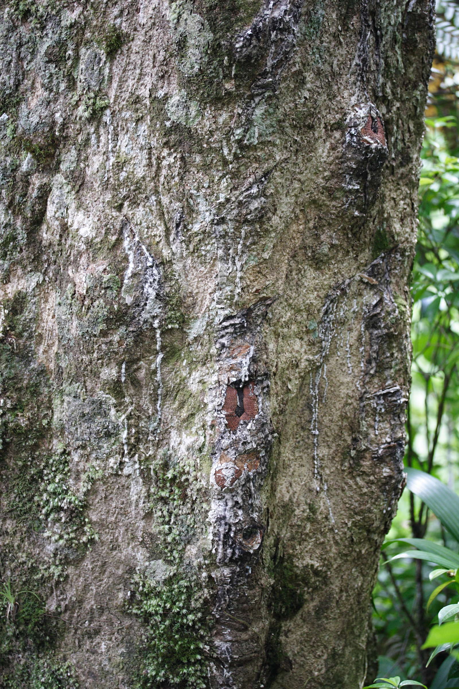 dacryodes_excelsa2md