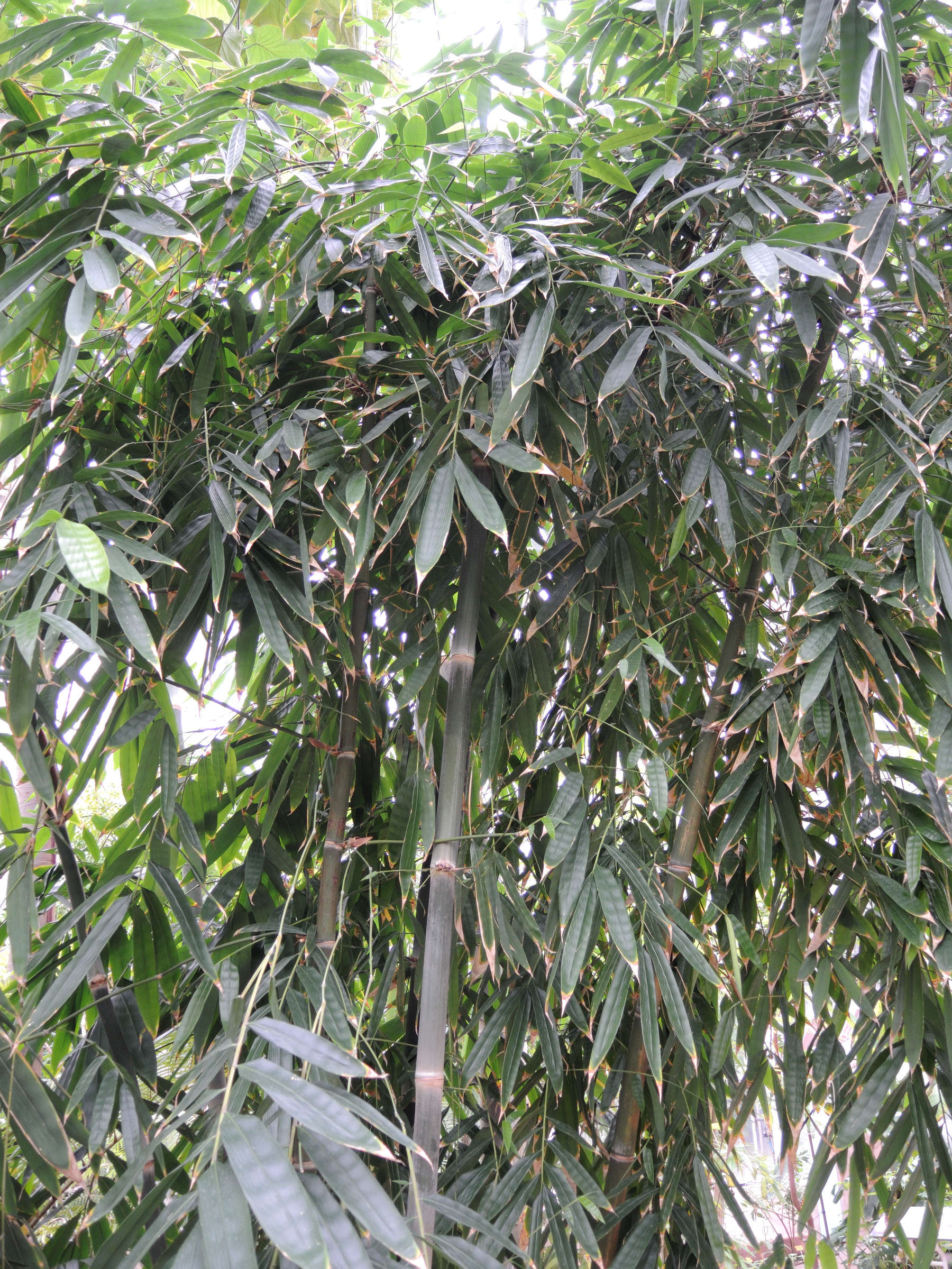 dendrocalamus_giganteus1md