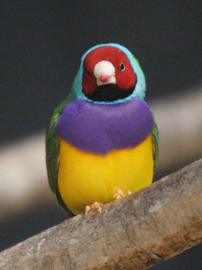 diamant_de_gould_-_erythrura_gouldiae2md