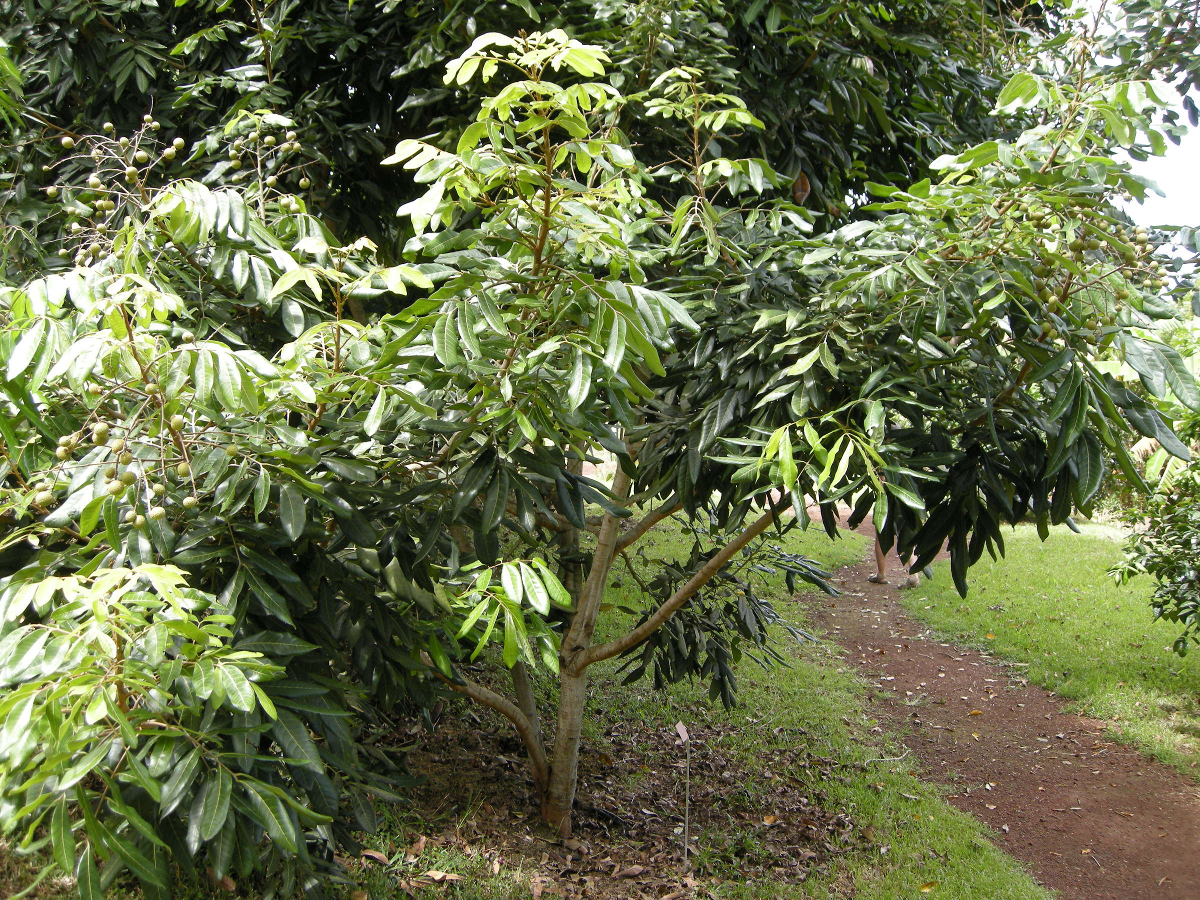 dimocarpus_longan1md