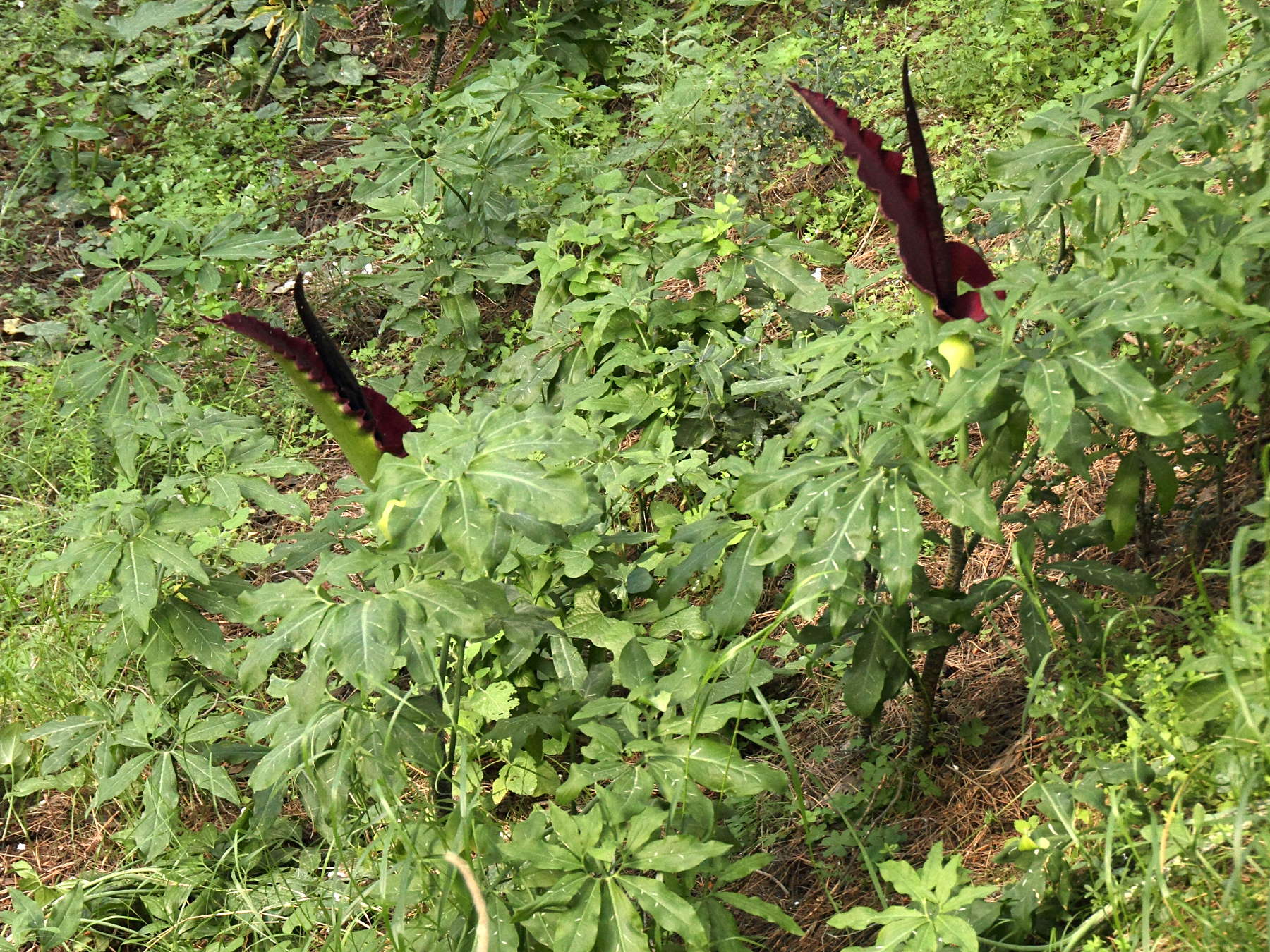 dracunculus_vulgaris3bd