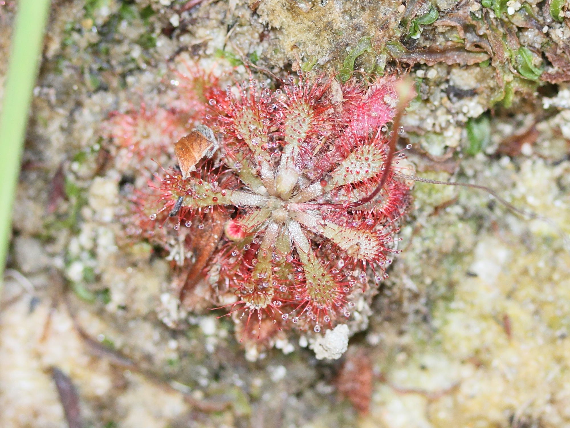drosera_natalensis1md