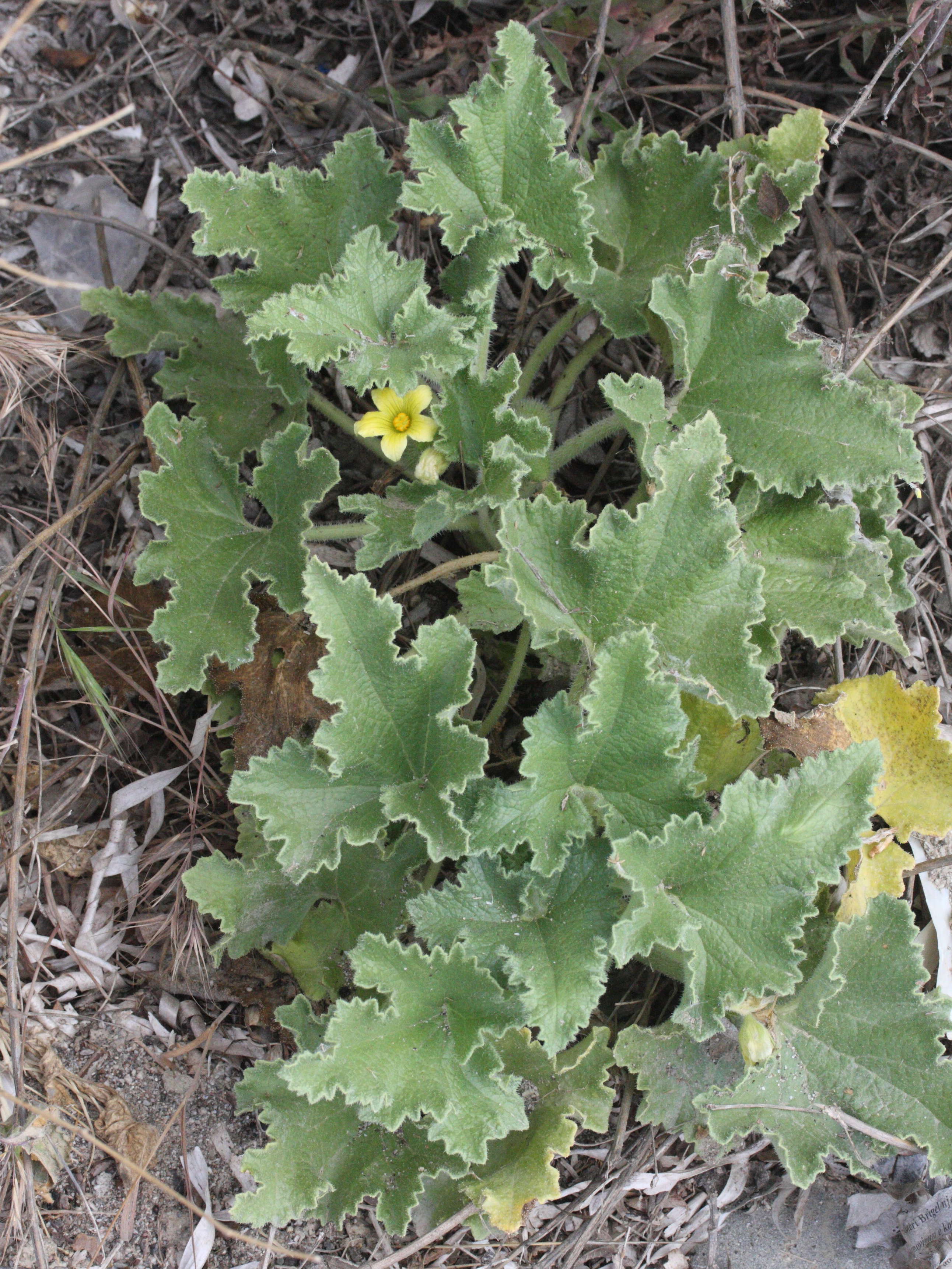 ecballium_elaterium2md