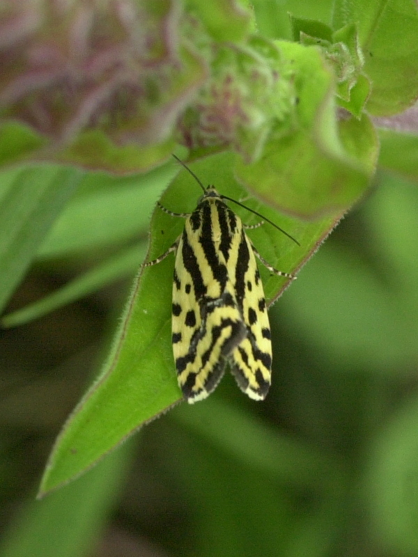 emmelia_trabealis3md